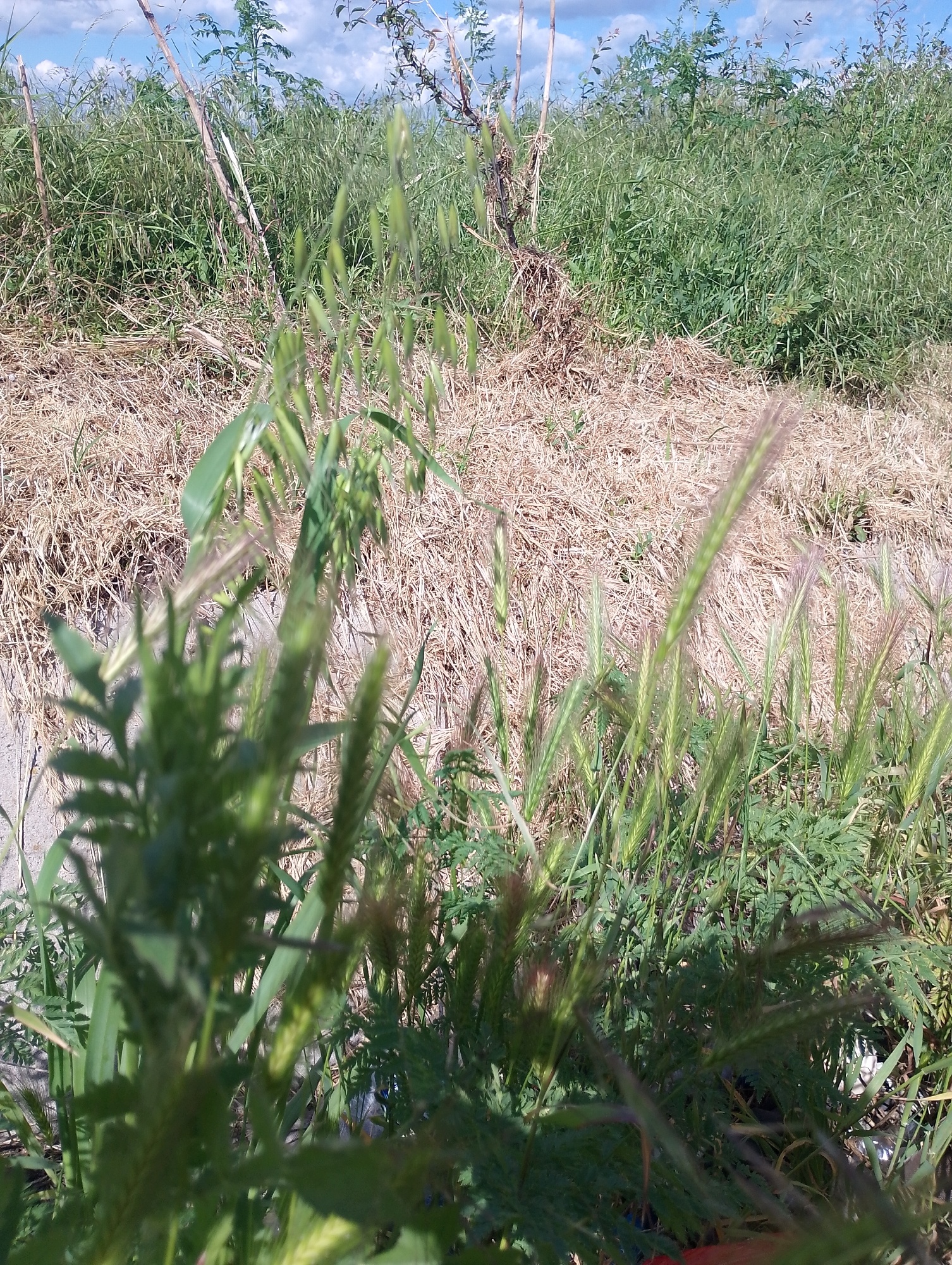 The image shows a ground-level view of overgrown vegetation in Razvigorovo, Bulgaria. In the foreground, there are clumps of green plants and grasses, some with seed heads. A patch of dry, brown grass and vegetation covers the mid-ground. Taller green grasses and plants fill the background, reaching towards a sky with scattered clouds. No people are visible.
