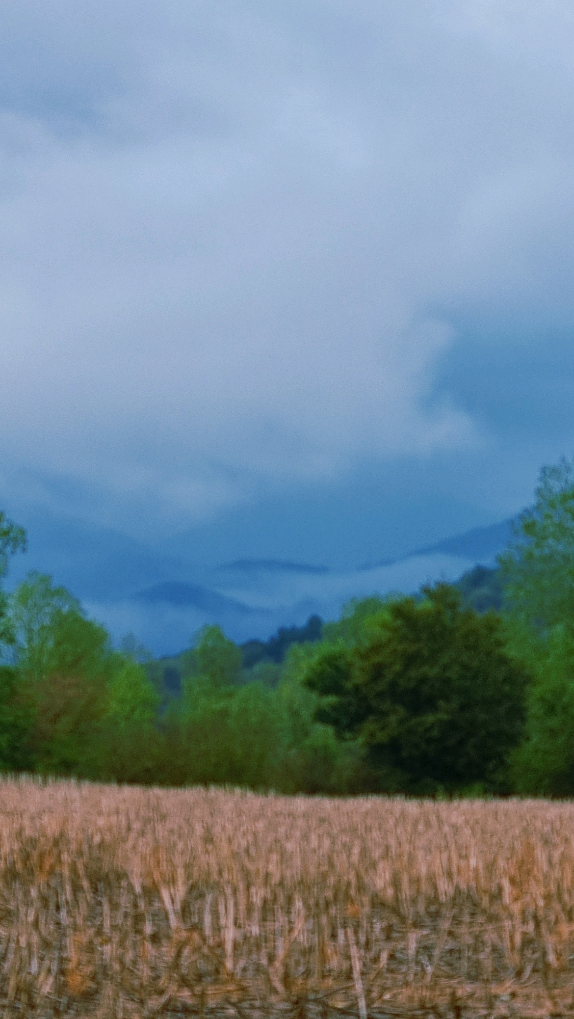 The image depicts a landscape scene with a foreground of dry, harvested vegetation, likely a field of wheat or corn stalks. In the midground, lush green trees form a dense line, with one larger, darker tree prominent on the right. Beyond the trees, a series of rolling hills or mountains recede into the distance, their forms softened by a light haze or fog, creating layers of blue and gray. The sky above is overcast with soft, diffused clouds, predominantly light blue and gray. The overall impression is one of a rural, natural setting, possibly in the countryside surrounding Olot, Spain. There are no people or animals visible in the image, nor any signs of urban development.