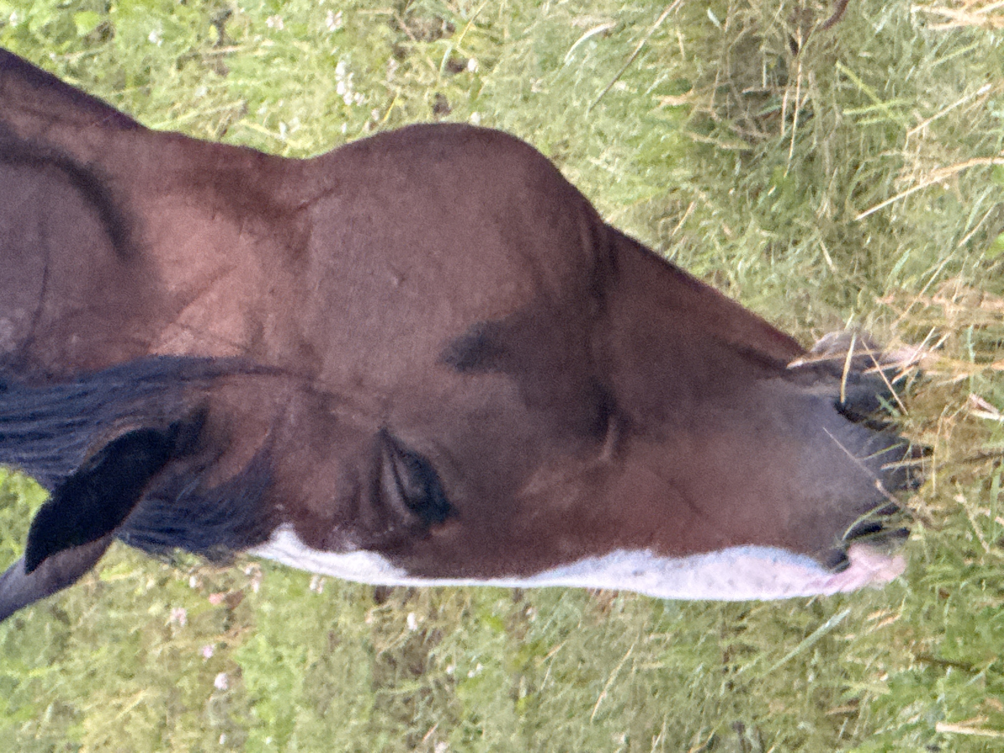 A close-up, head-and-neck shot of a brown horse grazing in a field of grass and wildflowers. The horse's head is angled down and to the left, with its eyes partially closed. A white blaze extends from its forehead down its nose. The horse's mane is dark brown and appears thick. The background is blurred green grass with scattered small white and pink flowers. The scene is outdoors, likely in a rural setting within Galinė, Lithuania.
