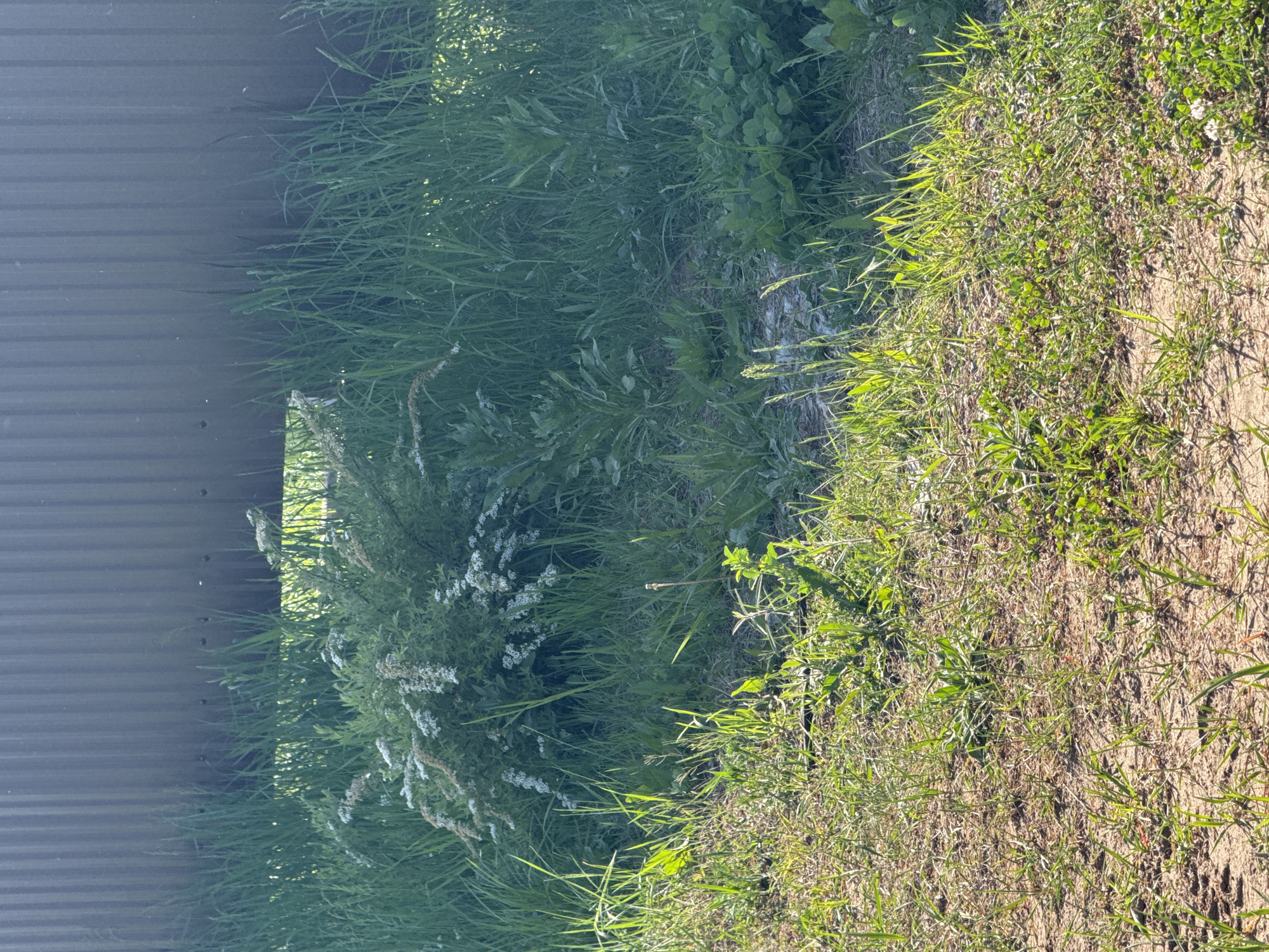 The scene depicts a patch of grassy vegetation at the edge of what appears to be a metal wall or fence. The ground is a mix of soil and grass. White flowering plants are visible amidst the greenery. The scene is sunlit. The location is Chaikovsky, Russia.