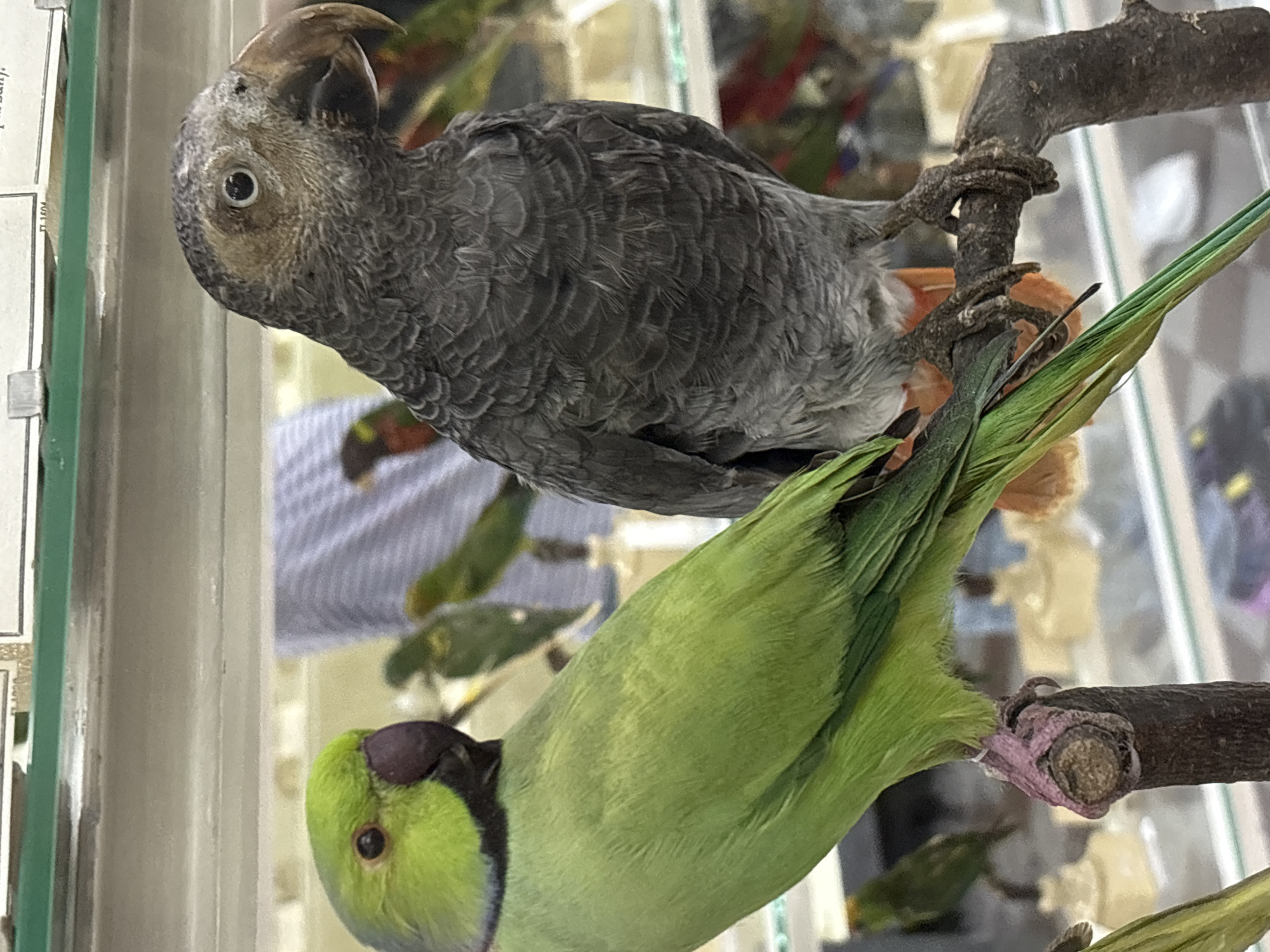 Two parrots are perched on a branch. The parrot on the left is bright green with a black beak and a black ring around its neck. The parrot on the right is gray with a large, hooked beak and lighter gray and white feathers around its face. The background is blurred, but appears to be an indoor setting with other birds and displays visible behind the main subjects. The overall impression is of a taxidermy display or an aviary. There is no information about the location in Saint Petersburg, Russia.