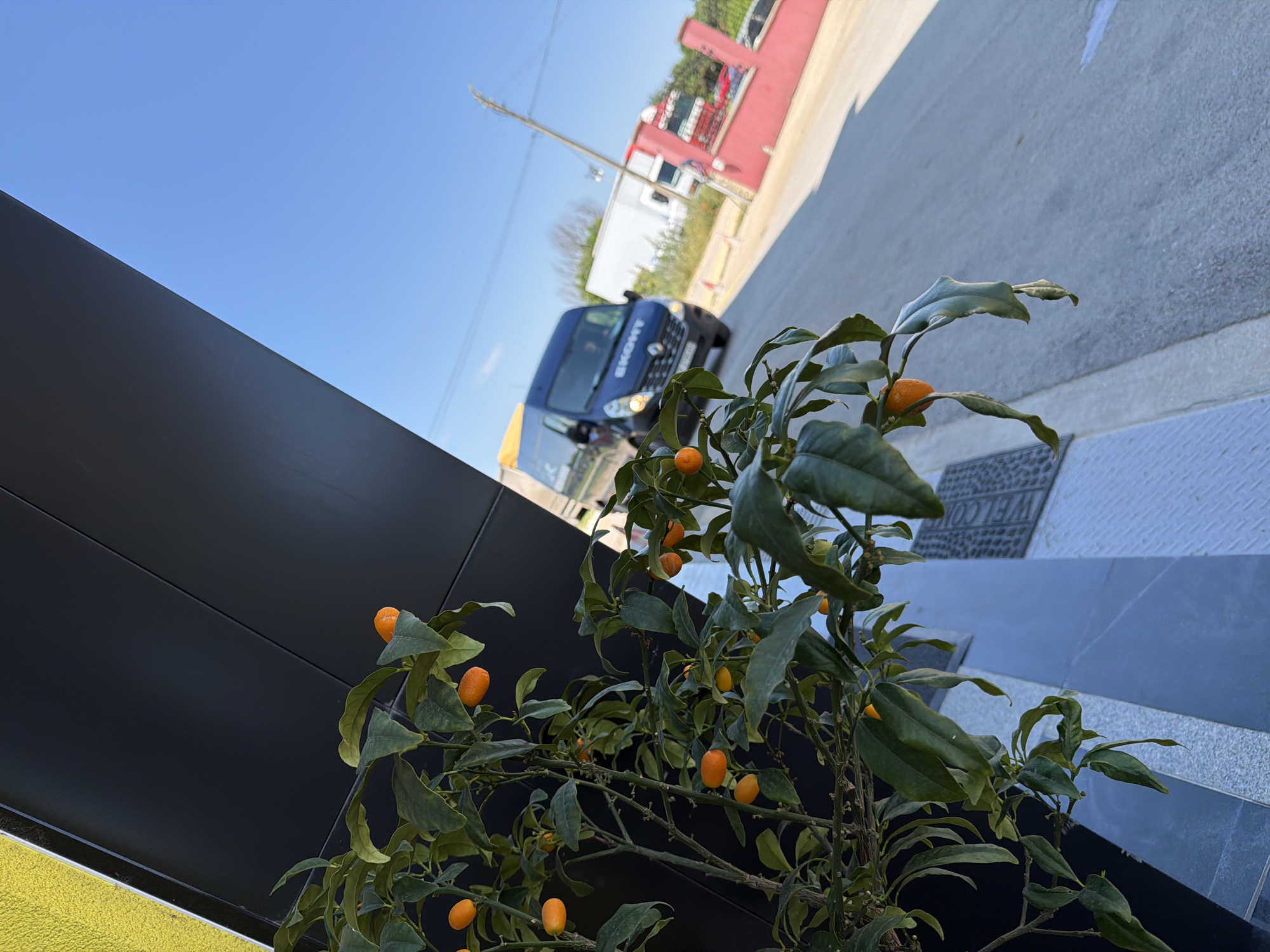 In Chervena Voda, Bulgaria, a close-up view captures a kumquat tree laden with small orange fruits in the foreground. The tree is positioned in front of a building with a prominent black facade, partially visible yellow exterior wall on the left, and a light blue textured wall on the right. Beyond the building, a paved area slopes downwards. A dark blue van with "EKONT" emblazoned on its side is driving away on this paved area, with its headlights illuminated. In the background, a white truck and a bright pink structure with a red railing are visible under a clear blue sky. A utility pole stands to the right of the pink structure.