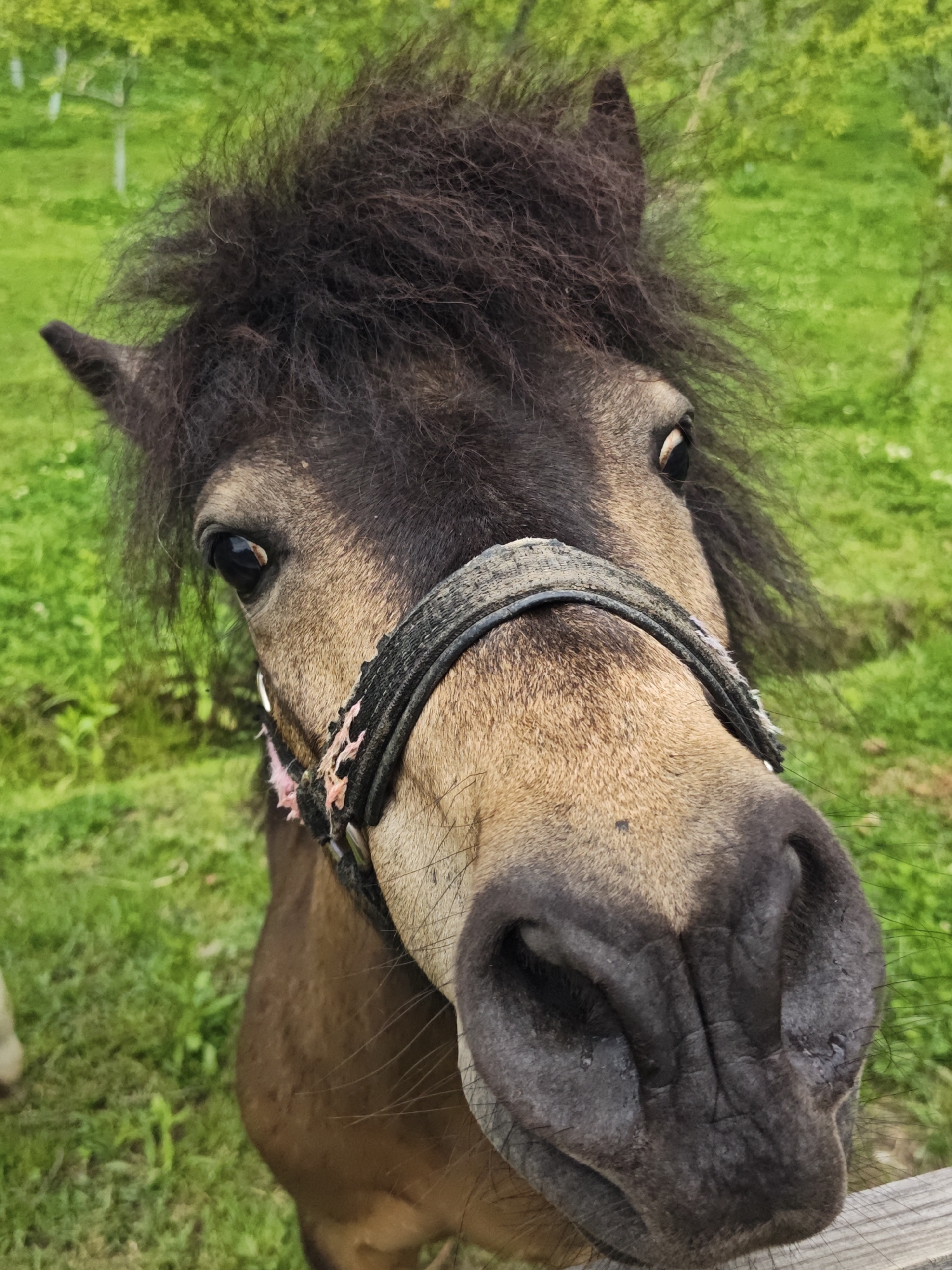 A close-up shot of a pony's face, possibly in a rural setting near Progess, Russia. The pony is wearing a bridle, and its eyes appear slightly wide, giving it an inquisitive or startled expression. The surrounding environment consists of green grass, and there is a hint of a wooded area in the background.