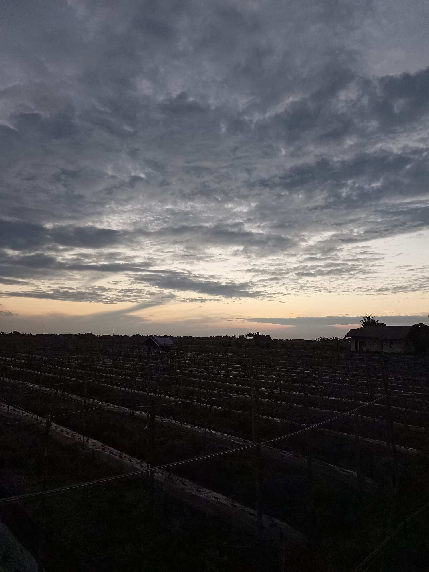 The image depicts an outdoor scene at dusk in Meunasah Raya, Indonesia, characterized by a dramatic sky filled with dark, textured clouds. The foreground is dominated by what appears to be a large agricultural field, likely a plantation, with rows of wooden stakes and plastic sheeting visible. The dim lighting suggests either early morning or late evening. In the middle ground, a small, dark structure resembling a shed or hut is situated within the field. Further in the distance, silhouetted against the fading light, are a few buildings and trees, indicating the presence of a settlement or village. The overall impression is one of a rural landscape at the cusp of nightfall.