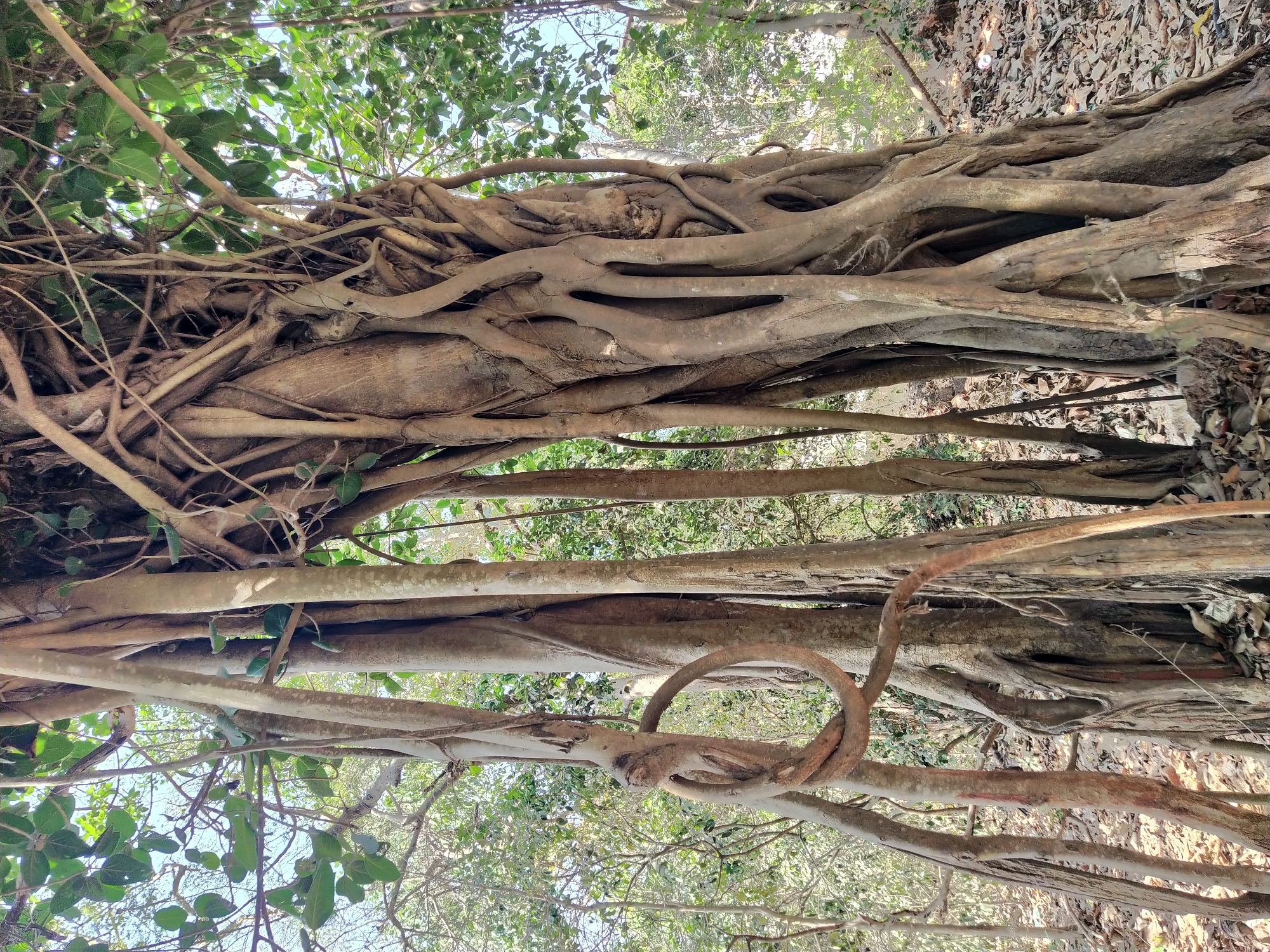 The image shows the aerial roots of a large banyan tree in Assagao, India. The thick roots are predominantly light brown, with some darker patches of dirt and moss. They interweave and spread across the ground, creating a dense network. Patches of green leaves and the sky are visible through gaps in the root system and upper branches. The ground is covered with dry leaves and debris. The scene is viewed from a low angle, looking upwards through the roots and into the canopy of the tree.