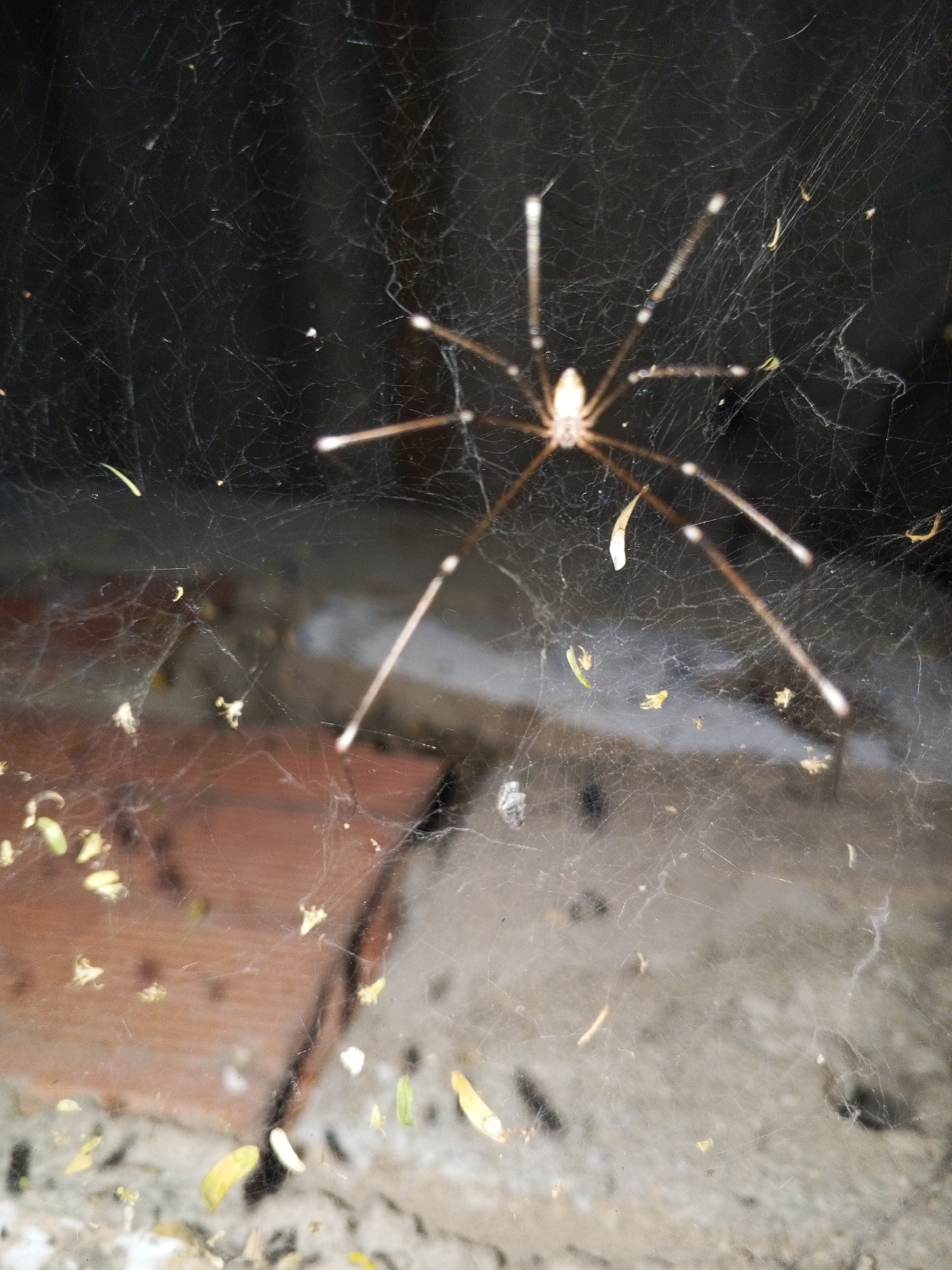 A spider with long legs is centered in the image and is caught in its web. The background is blurred and out of focus. The colors of the image are mostly dark browns and grays. Debris, possibly leaves or small twigs, are scattered around the web. The location is not specified and there is no information provided on any city in Venezuela, much less Altagracia.