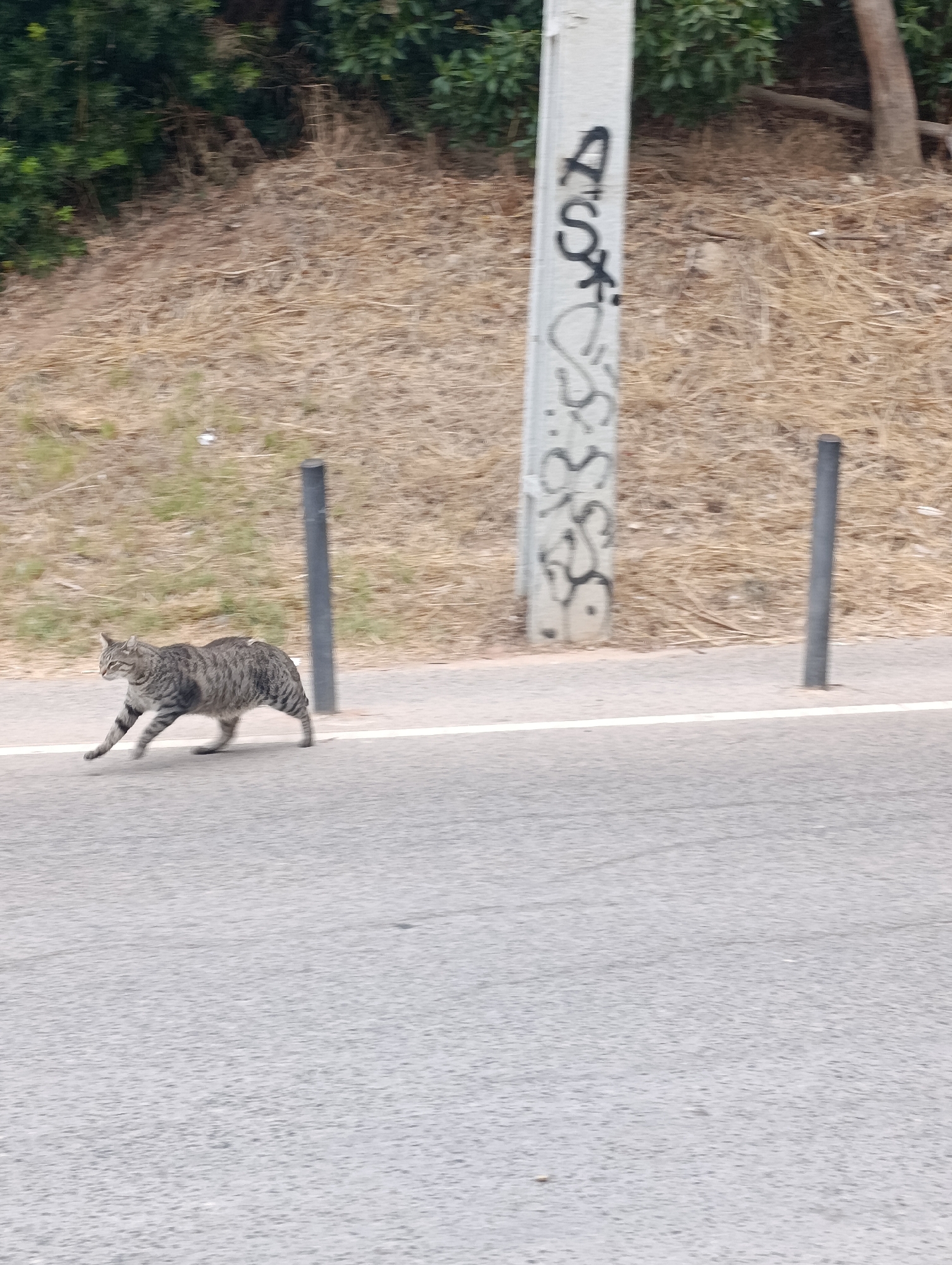 A gray tabby cat runs across a paved road. The road has a white line painted on it, separating it from a grassy embankment. A light-colored pole with graffiti is visible on the embankment, along with two dark bollards. Behind the embankment, there is dry grass and trees. The scene appears to be on the outskirts of Setúbal, Portugal.