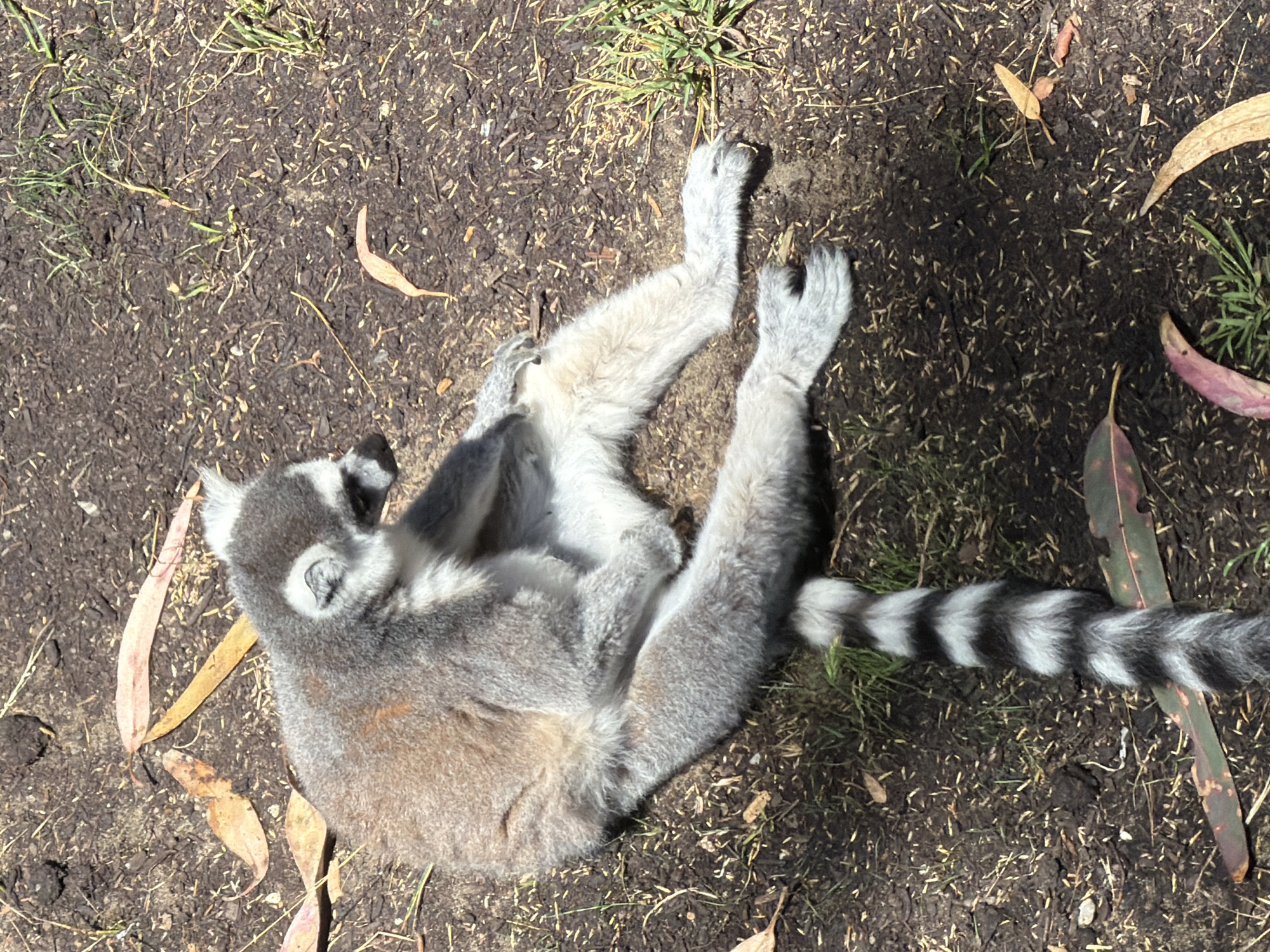 A ring-tailed lemur is seen resting on the ground in a zoo enclosure. The lemur is grey and white with a long, black-and-white striped tail curled around its body. It is sitting with its legs splayed out and its head turned to the side, appearing relaxed. The ground is covered in dark soil, scattered with dry leaves and patches of green grass. Sunlight casts a shadow over parts of the enclosure, creating a dappled effect. This image was taken at the San Francisco Zoo, located in San Francisco, California, United States of America.