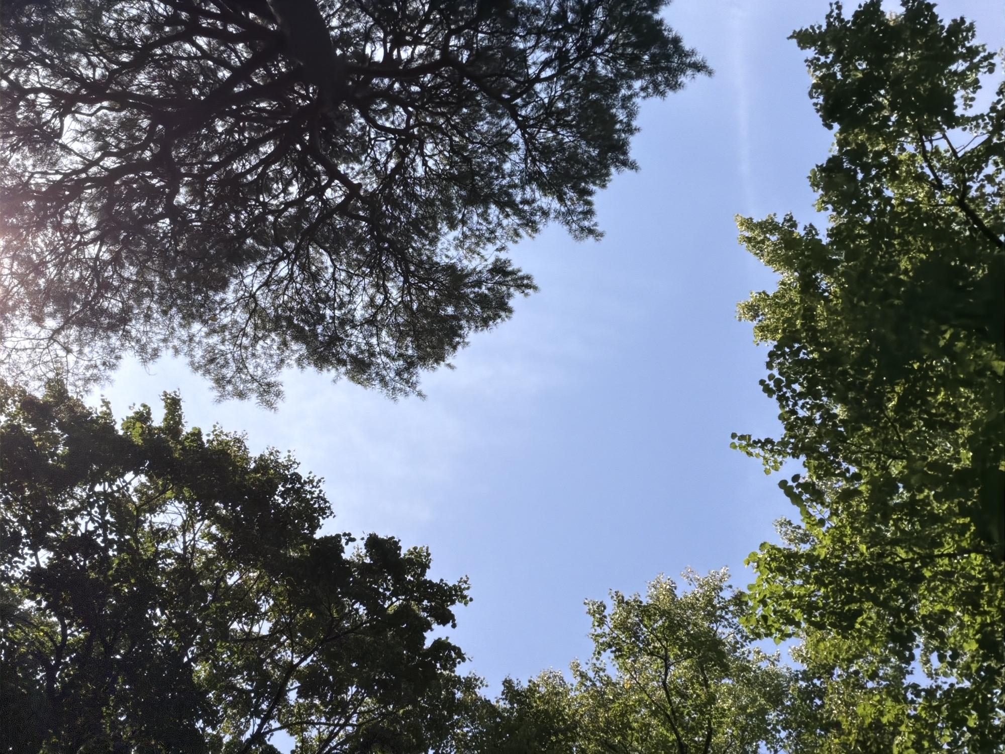 This is a low-angle, full-frame shot looking up through the canopies of trees towards a clear blue sky with some scattered, wispy clouds. The trees are in full leaf, with lush green foliage visible along the bottom and left edges of the frame, and darker, silhouetted branches and leaves at the top and right edges. The sun is filtering through the branches at the top right, creating some lens flare. There are no people or man-made objects visible in the image, suggesting a natural setting such as a park or forest. The scene depicts a bright, sunny day, likely during the summer or late spring, in Ventspils, Latvia.