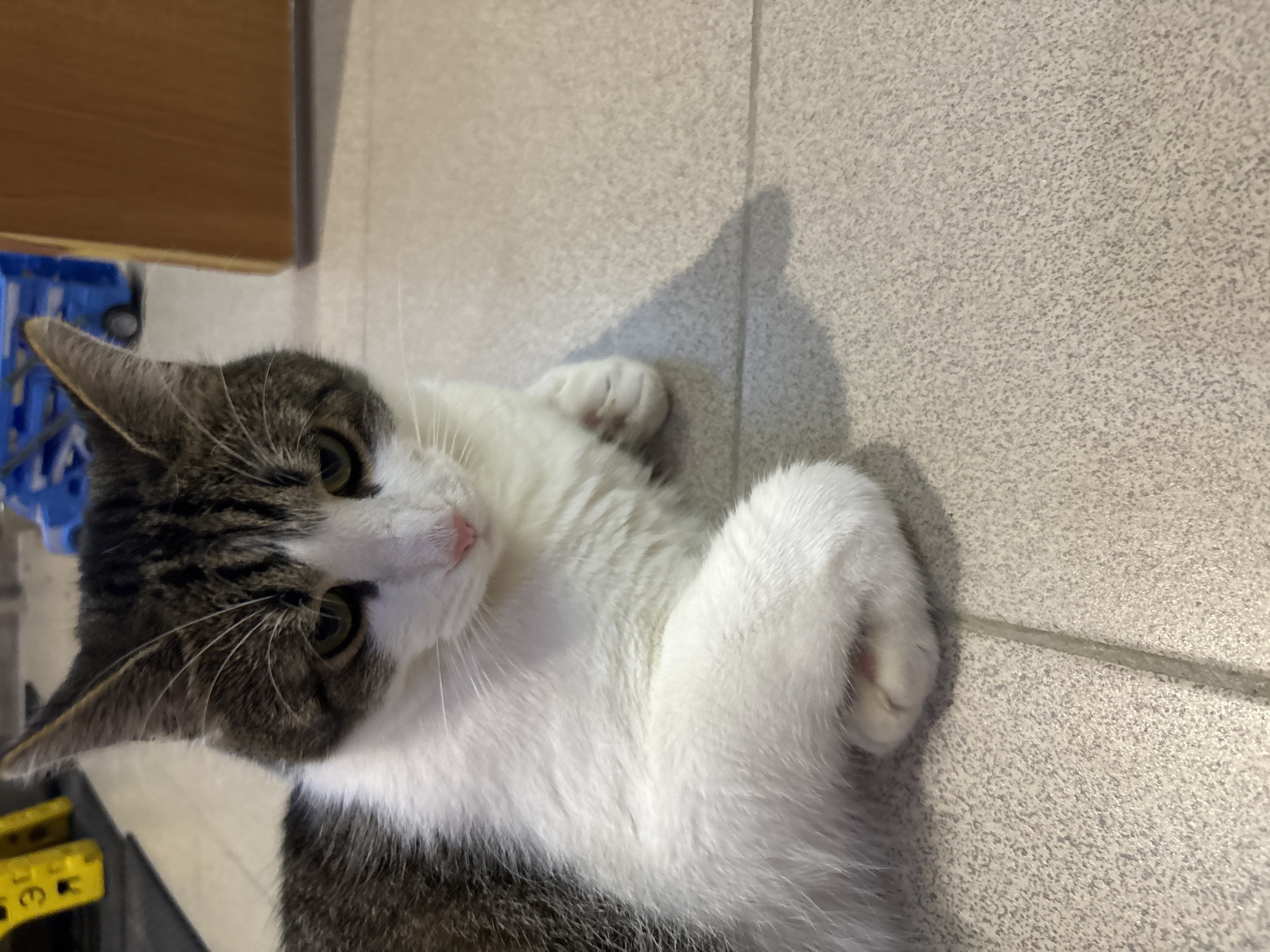 A tabby and white cat is lying down on a tiled floor. The cat is looking down and to the right of the frame with its ears pointed upwards. Its front paws are tucked in front of its chest, with one paw slightly visible. The background is blurred and shows a wooden structure and some toys.