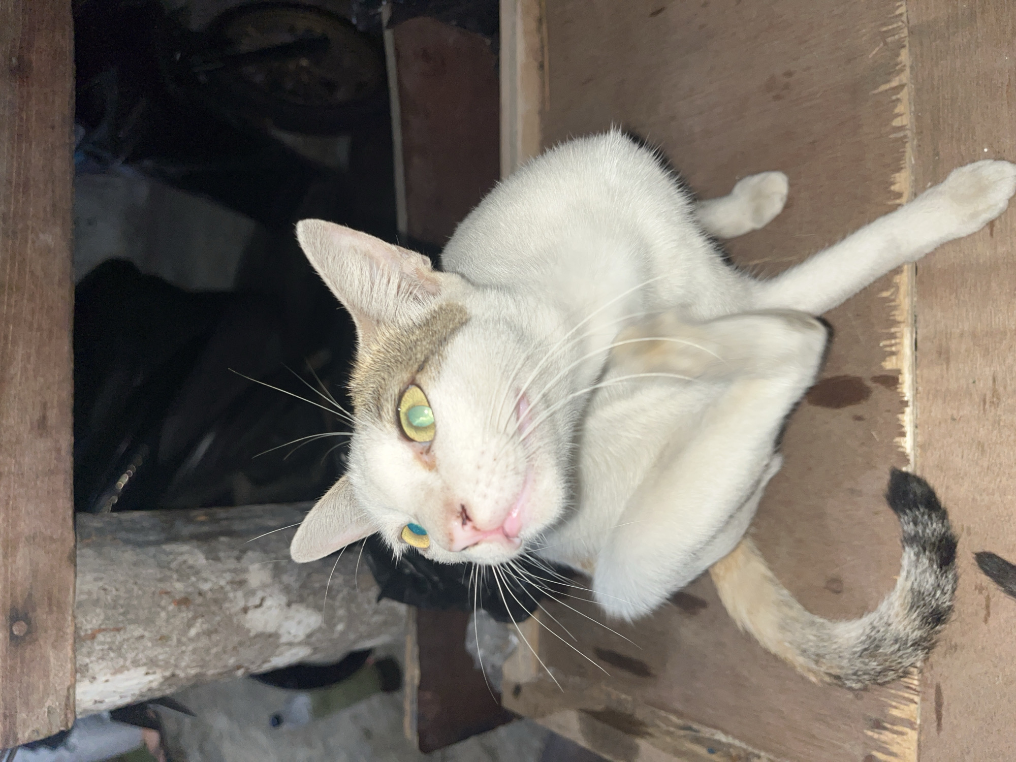 In Geulanggang Teungoh, Indonesia, a white cat with brown markings on its head and a striped tail is captured in a medium shot, seated on a wooden surface. The cat is in the process of scratching its neck with its hind leg, its front paw raised. Its eyes are a striking green-yellow with blueish pupils. The background is dimly lit, showing a concrete pillar, a wooden structure, and the silhouette of what appears to be a motorcycle. The scene suggests an outdoor or semi-outdoor environment, possibly a yard or alleyway.