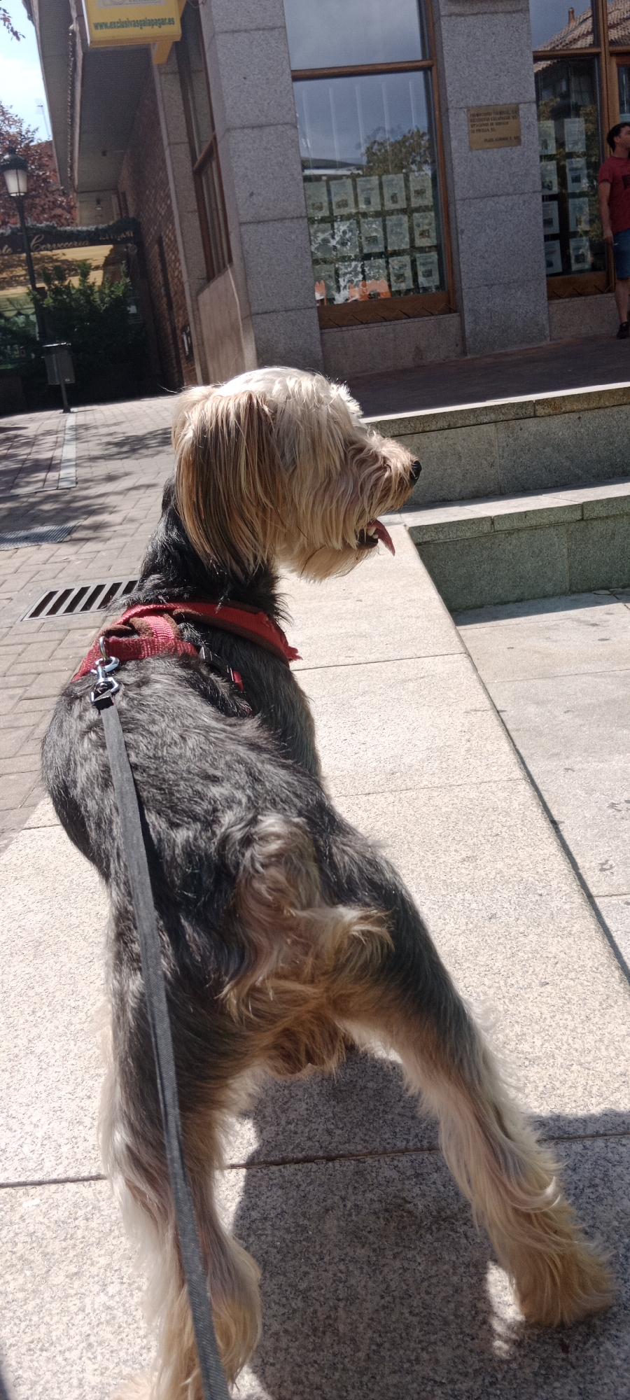 In an outdoor urban setting in Galapagar, Spain, a medium-sized, shaggy dog with predominantly dark grey and tan fur is standing on a light-colored concrete ledge. The dog is wearing a red harness and a black leash is attached. The dog's head is turned to its right, with its tongue partially extended. Behind the dog, there is a building with a granite facade and large windows displaying various documents. The ground in front of the ledge is paved with light-colored bricks with visible drainage grates. In the background, trees with red leaves and a lamppost are visible. To the right of the building, a person in a red shirt and blue shorts is visible standing. The scene is illuminated by bright sunlight, casting shadows on the ground.