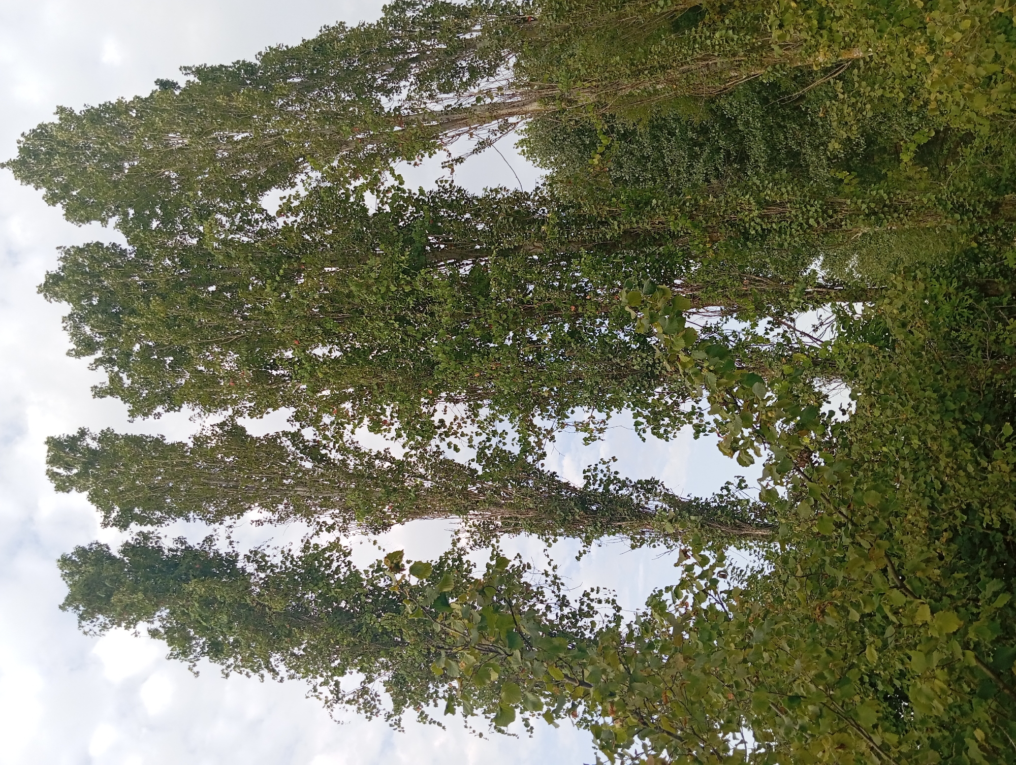 In Şirvanlı, Azerbaijan, a low-angle, full shot captures a cluster of tall, slender trees reaching towards a cloudy sky. The trees, predominantly green and leafy, are densely packed, obscuring much of the background. Some of the trees appear to be covered in ivy, adding to the lush, overgrown appearance. The overall impression is one of a natural, possibly wild or untamed, setting within the city.