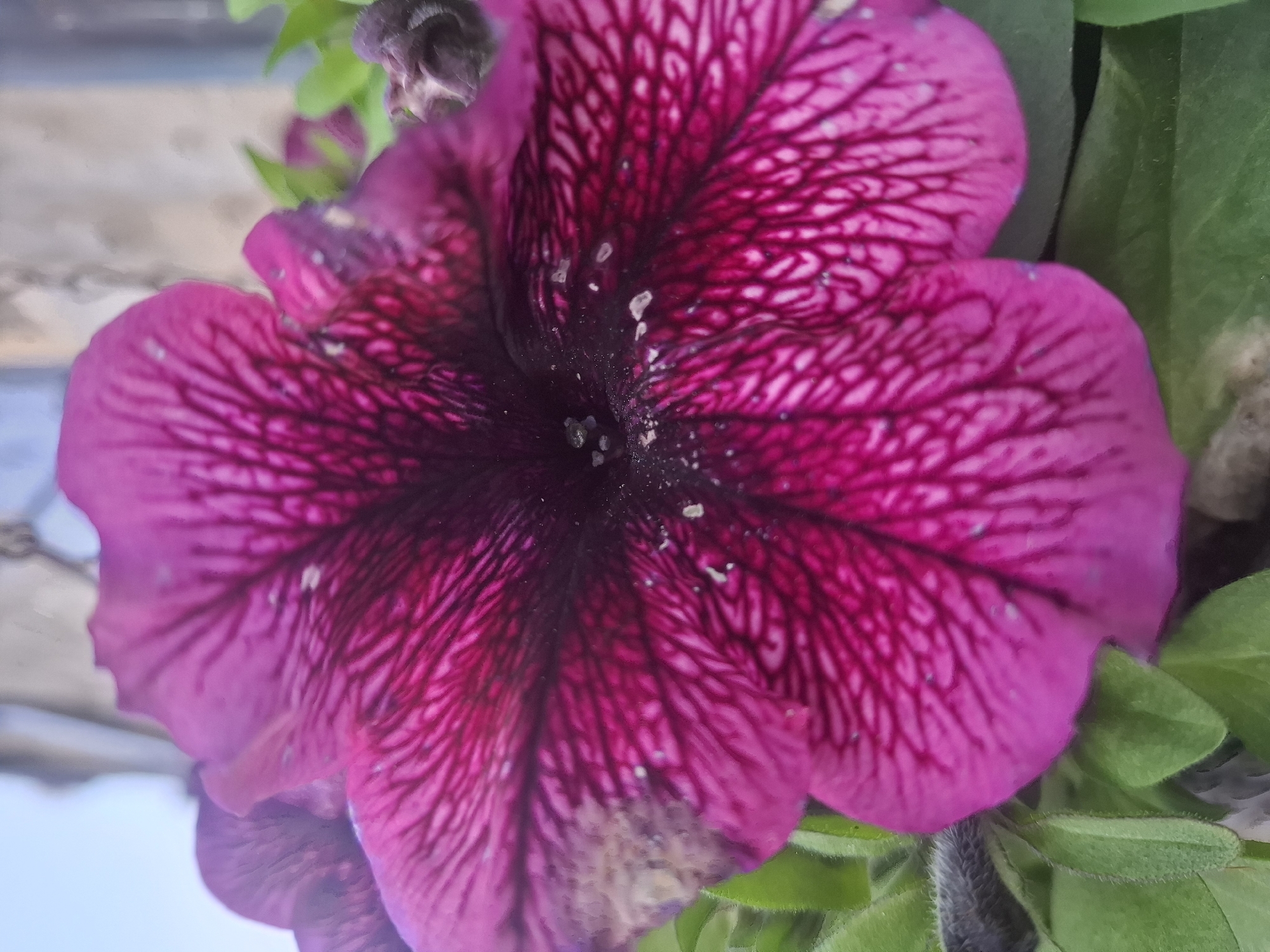 A close-up, eye-level, vertical shot focuses on a vibrant magenta petunia flower with dark purple veining. The flower fills most of the frame, with its petals unfurling towards the viewer. The center of the flower is dark, with visible stamens and pollen. Small, white specks are scattered across the petals, appearing to be dust or pollen. Green foliage surrounds the flower, and hints of a light-colored, textured background are visible at the top and right of the image. The setting is not specified to be in Middleton Tyas, United Kingdom.