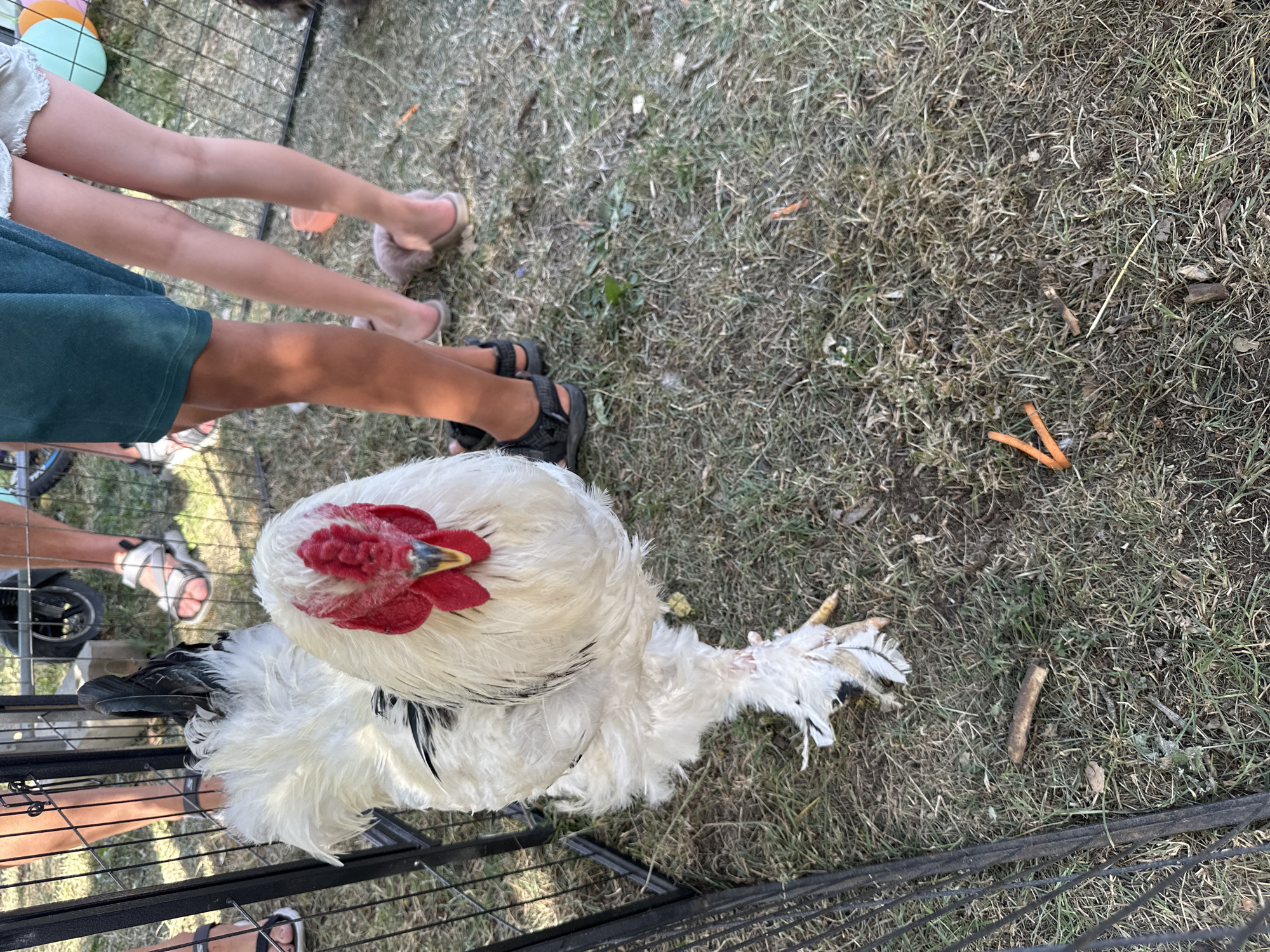 In this overhead shot, a large, white rooster with black accents and feathered legs stands on dry grass within a black metal enclosure. Its bright red comb and wattle are prominent. To the left, a black metal fence encloses the rooster. In the background, out of focus, are the legs of several people wearing sandals and shorts. The ground is covered in dry grass and dirt. There are no identifiable landmarks or indications of Vilnius, Lithuania.