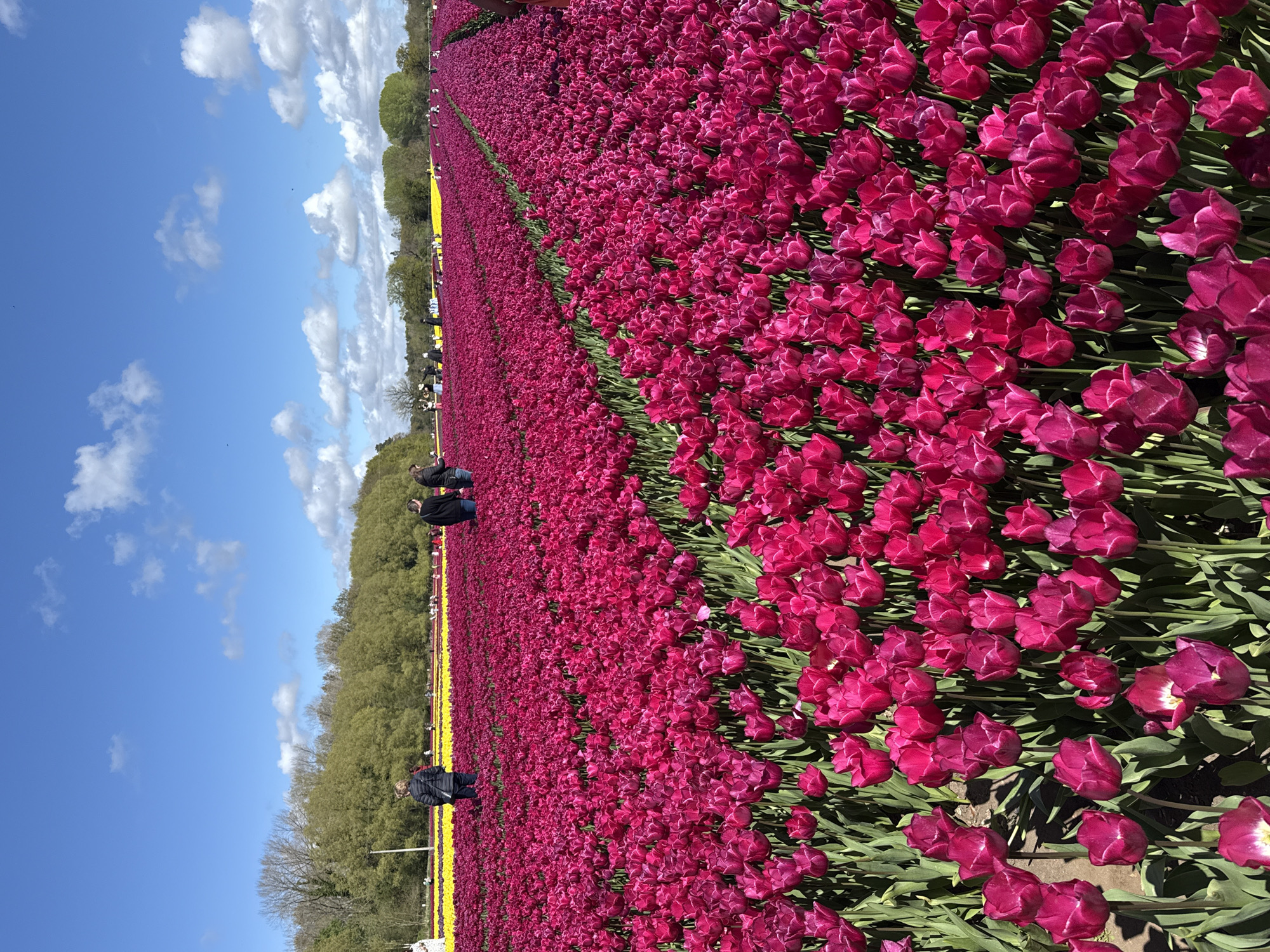 This vibrant photograph captures an extensive field of magenta and purple tulips under a bright blue sky dotted with scattered white clouds. The meticulously planted rows of brilliantly colored tulips stretch diagonally from the foreground to the distant horizon, creating a breathtaking visual spectacle. A band of lush green trees lines the far edge of the field, separating the floral expanse from the sky. Further into the field, a distinct stripe of yellow tulips is visible, indicating different varieties planted in ordered rows.
Several people are scattered throughout the image, predominantly on the left side of the frame, walking alongside the tulip rows. They appear to be visitors or tourists enjoying the magnificent floral display. The activity is clearly sightseeing, with individuals observing and admiring the vast fields of blooming flowers.
The scene suggests a sunny day with pleasant weather, likely during spring or early summer when tulips are in full bloom. The bright daylight illuminates the rich colors of the flowers and casts soft shadows. The overall atmosphere is one of beauty and tranquility, indicative of a popular tourist attraction or a dedicated tulip farm. Based on the provided context, the setting is located in King's Lynn and West Norfolk, United Kingdom. No text is visible in the image.