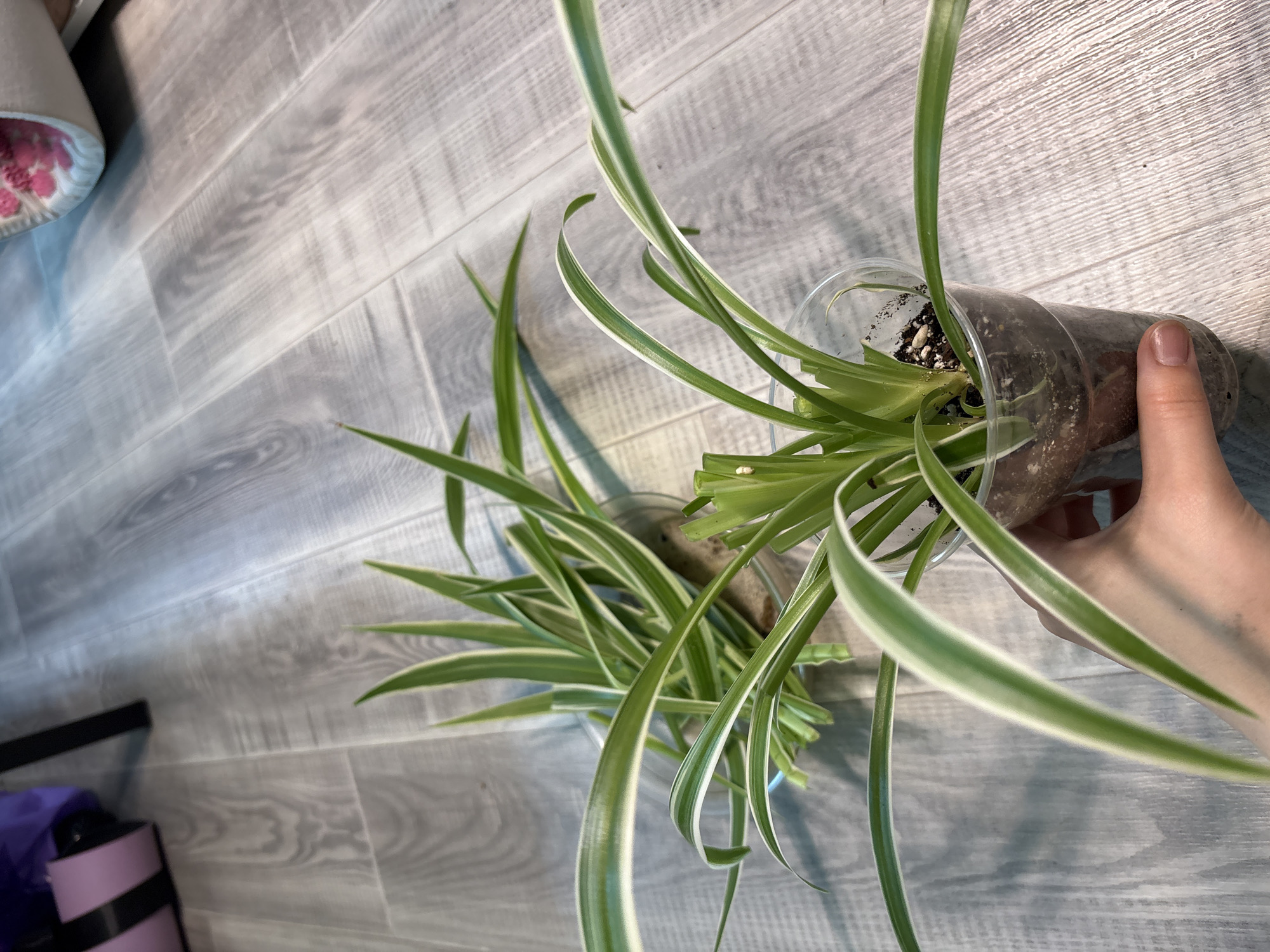The image shows two spider plants, Chlorophytum comosum, on a grey laminate floor. One plant is in a clear plastic cup held by a hand. The other plant is to the left and slightly further back. The floor has a wood grain pattern. In the background to the left, a purple and pink cylindrical object and a black table leg are partially visible. To the right, a portion of a white and pink circular mat is visible. The scene is indoors, likely a residential setting. There is no indication of the location being in Saint Petersburg, Russia.