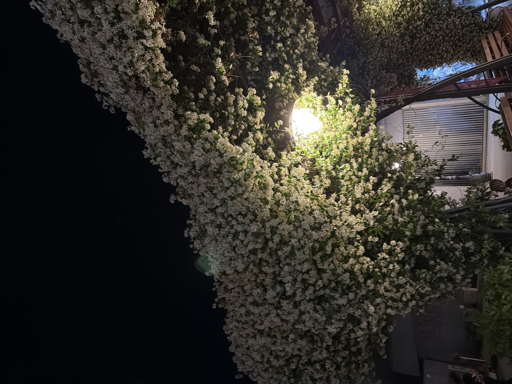 In Burgas, Bulgaria, at night, a dense canopy of white star-shaped flowers arches over a garden area. A bright, spherical light fixture hangs from the center of this floral arch, illuminating the blossoms and creating a warm glow. The archway appears to be constructed with dark metal supports, and beneath it, wooden benches are visible, suggesting a seating area. In the background, a building with a corrugated metal facade and a street lamp can be seen. The overall scene is a tranquil, illuminated oasis within the city at night.