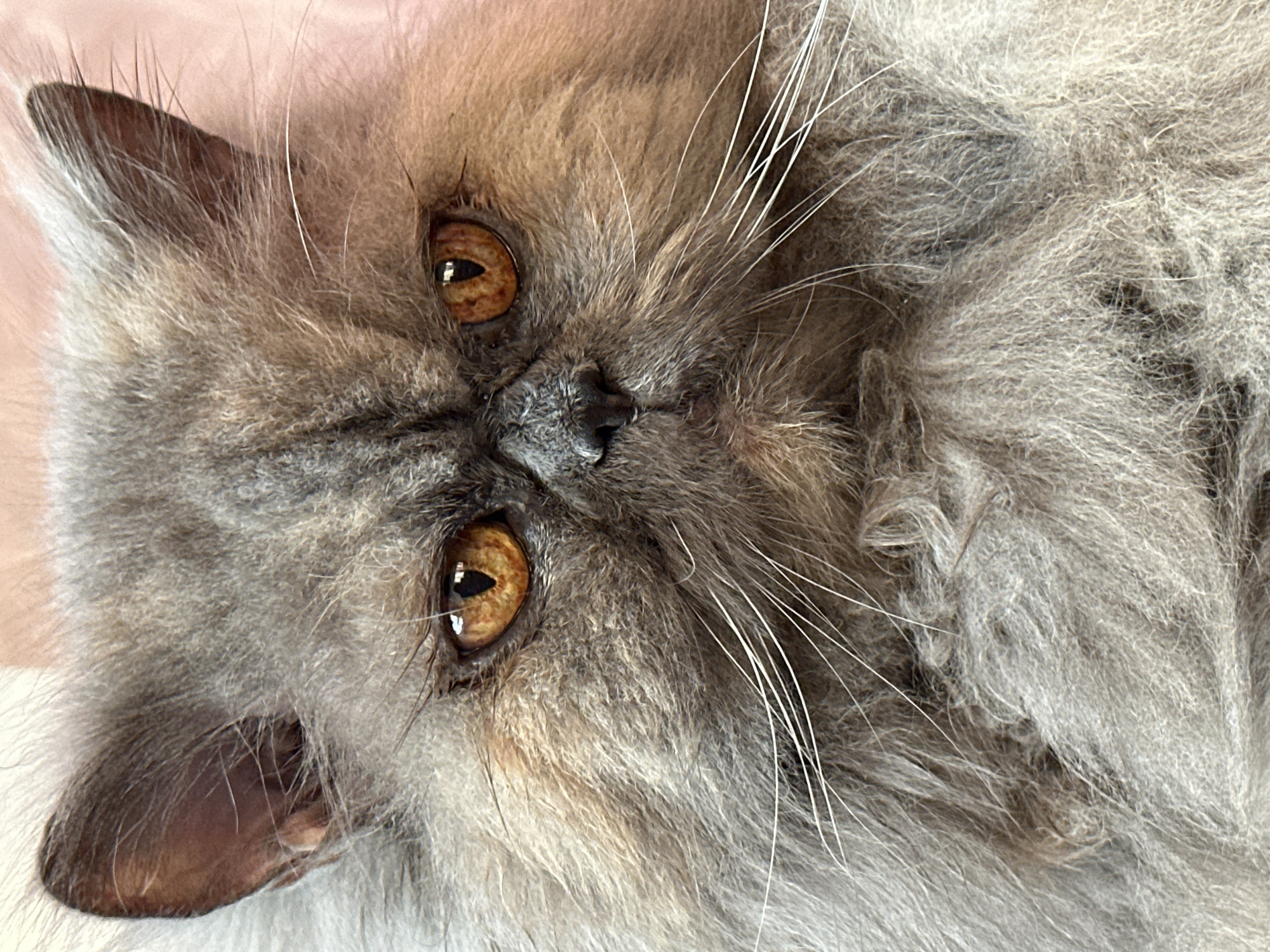 A close-up, head-on, chest-up photograph shows a fluffy, grey Persian cat with large, amber-colored eyes. The cat's fur is long and appears soft, with variations in grey and brown tones around its face. Its ears are small and rounded, set high on its head. The cat's nose is dark and slightly upturned, and its mouth is mostly obscured by its fur. Long white whiskers fan out from its muzzle. The background is out of focus and appears to be a pale pink color. There is no information in the image that places it in the city of Chaikovsky, Russia.