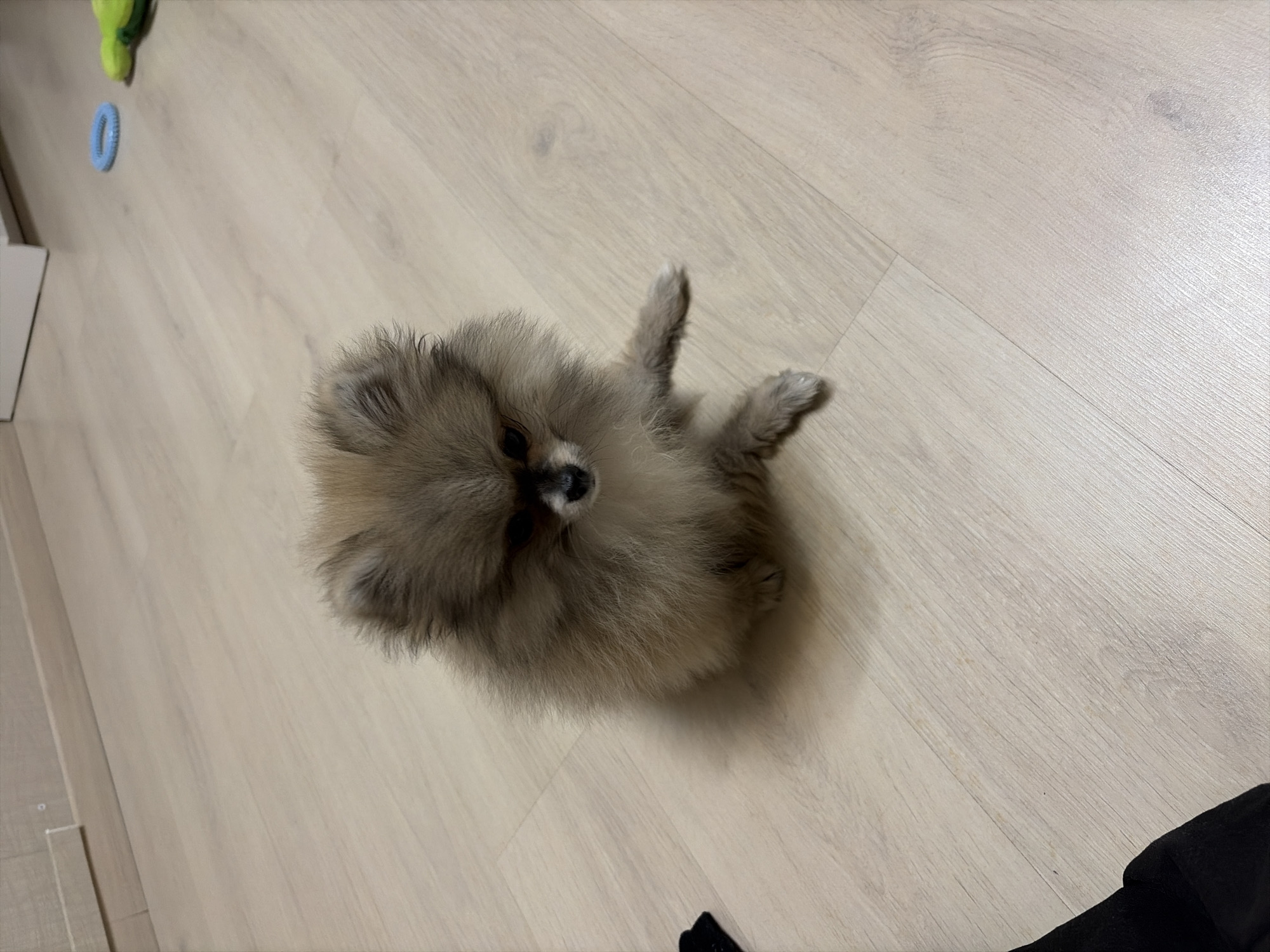 A small, fluffy Pomeranian puppy, primarily sable and cream-colored with darker accents around its muzzle and ears, is seated on a light beige laminate wood floor. The dog is positioned centrally, facing slightly downwards and forward. Its front paws are tucked, and its rear paws are splayed. In the upper right background, a bright blue textured plastic ring toy and a green soft toy are visible on the floor. A crumpled black fabric item rests on the floor to the dog's left, and another black fabric item partially extends into the lower left foreground. The background features a light-colored wall with a white baseboard. No individuals are visible. The specific location within the city of Saint Petersburg, Russia, cannot be determined from the visual evidence.
