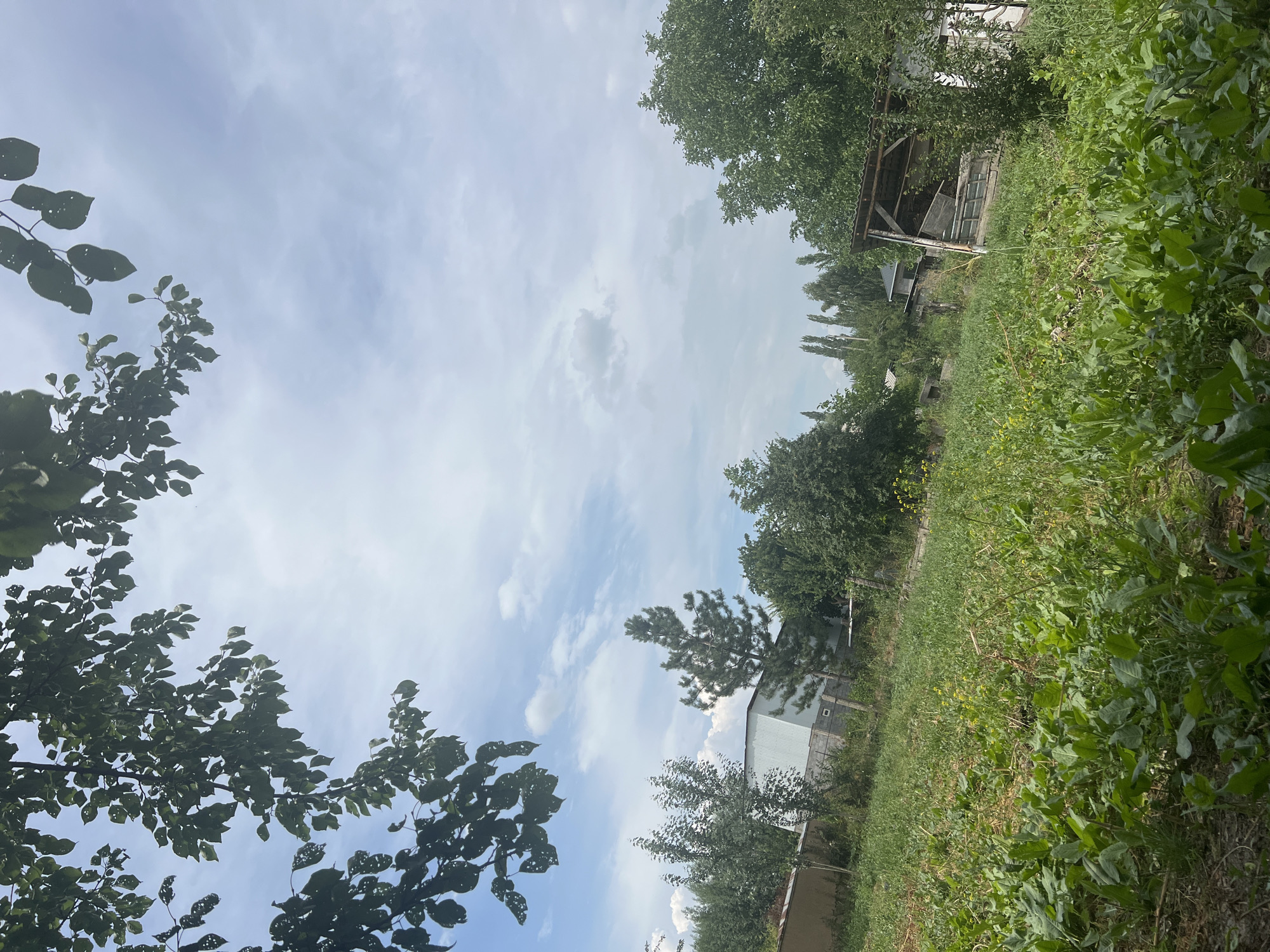 The image depicts an outdoor scene in a rural setting, likely within the city of Kara-Dıykan, Kyrgyzstan. In the foreground, a patch of dense green vegetation, possibly a garden or field, occupies the lower half of the frame. The plants are varied in height and leaf structure, with some larger, broad leaves dominating the immediate foreground, and a mix of taller, thinner plants with small yellow flowers scattered throughout. A light-colored, possibly sandy or dry soil base is visible beneath the vegetation.
The midground is characterized by a gentle slope rising towards a collection of structures and trees. To the left, a light-colored, corrugated metal building is visible behind a low, fence-like structure. Adjacent to this building is a tall, conical evergreen tree. Further to the right, a more densely wooded area with deciduous trees forms a backdrop, interspersed with other structures. One structure in the mid-right is a simple wooden shelter with a corrugated metal roof, partially open and appearing somewhat dilapidated, with visible wooden beams and supports. Behind this shelter, a white building with a dark roof is partially visible.
The background is dominated by a light blue sky with scattered, wispy white clouds. The upper portion of the image is framed by the dark green foliage of tree branches, with numerous leaves, some of which show signs of damage or perforation. The overall impression is one of a somewhat overgrown, semi-rural or agricultural property under a partly cloudy sky. There are no people or animals visible in the image, and no specific actions or interactions are depicted. The environment appears to be a warm, possibly summer day.