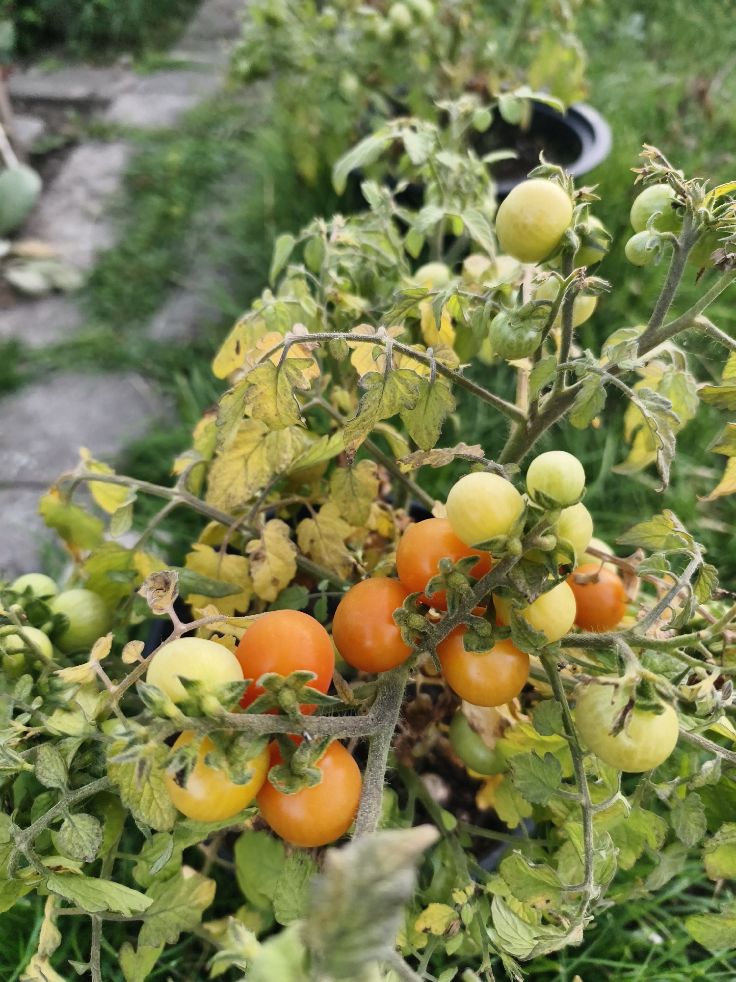 A close-up, eye-level, outdoor photograph shows a tomato plant with ripe and unripe fruit. The plant has green and yellow leaves and a woody stem. Several small, round tomatoes are visible, ranging in color from pale green to yellow and orange. Some of the tomatoes are attached to the plant by their stems. The background is blurred, showing green grass and some paving stones, suggesting a garden or outdoor setting. The lighting is natural, and the overall scene is one of natural growth and harvest. There are no people or animals in the image. The location is Tczew, Poland.