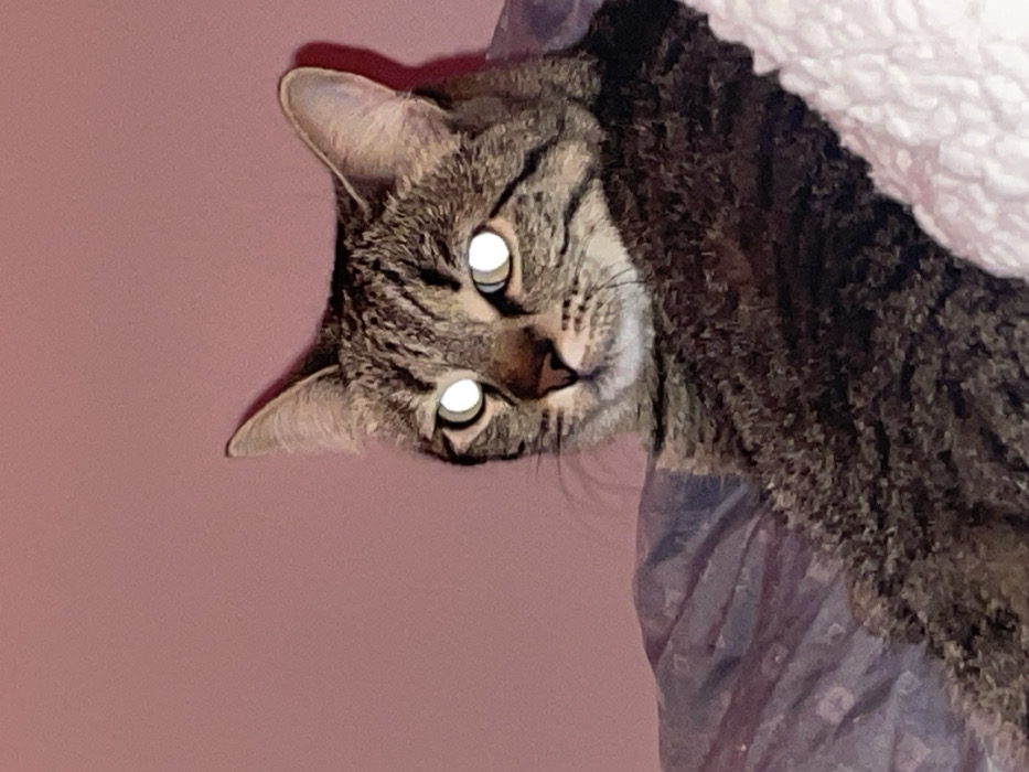 The image depicts an indoor scene featuring a domestic tabby cat. The cat possesses brown, black, and grey striped fur. Its head is oriented slightly to the left side of the frame, with both eyes exhibiting a prominent, circular white-yellow luminescence, indicative of tapetum lucidum reflection from a light source such as a camera flash. The cat's nose is dark pink-brown, and multiple whiskers are visible extending from its muzzle. The background consists of a solid, light pink wall. The cat is positioned on what appears to be a dark, patterned fabric, possibly a blanket or cushion, visible on the left side of the image. A fluffy, white or very light pink textured material, likely another blanket, is visible on the right side, partially beneath the cat's body. No other subjects are present, and no specific actions beyond the cat observing something to its left are depicted. The scene provides no discernible geographical markers or landmarks that would allow for identification of a precise location within the city of Varna, Bulgaria.