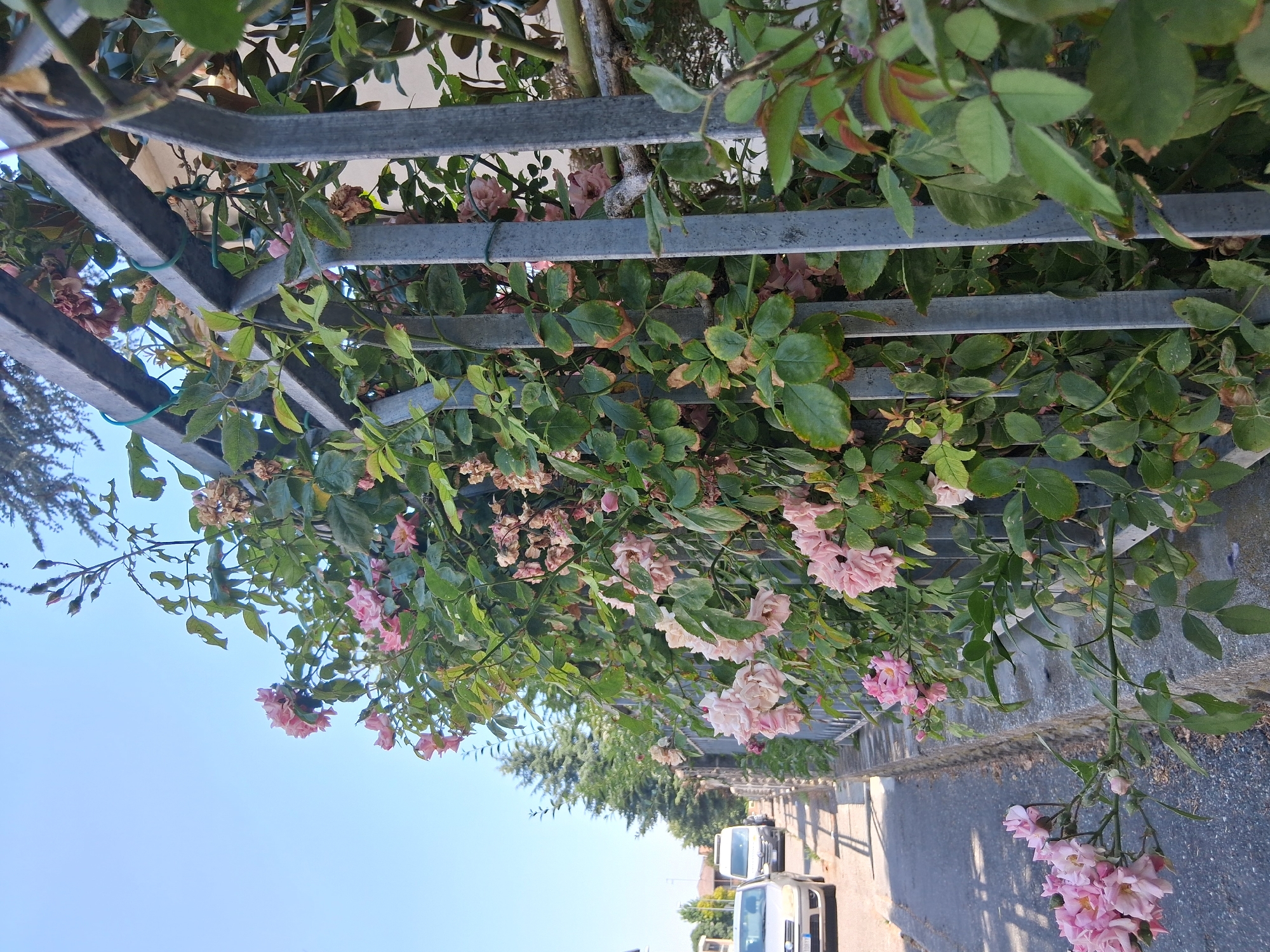A close-up, low-angle shot captures a vibrant pink rose bush growing along a grey metal fence, possibly in Colorno, Italy, under a clear blue sky. The roses, in various stages of bloom and decay, cascade over the fence and onto the sidewalk. The fence itself, made of vertical metal bars and horizontal supports, is partially obscured by the dense foliage and flowers. To the left of the fence, a paved road is visible, with a grey sedan and a white van parked or driving on it. A low, grey stone wall runs parallel to the fence and road. The background reveals more greenery, including trees, and the suggestion of buildings, hinting at an urban or suburban setting. The lighting suggests it is a bright, sunny day.