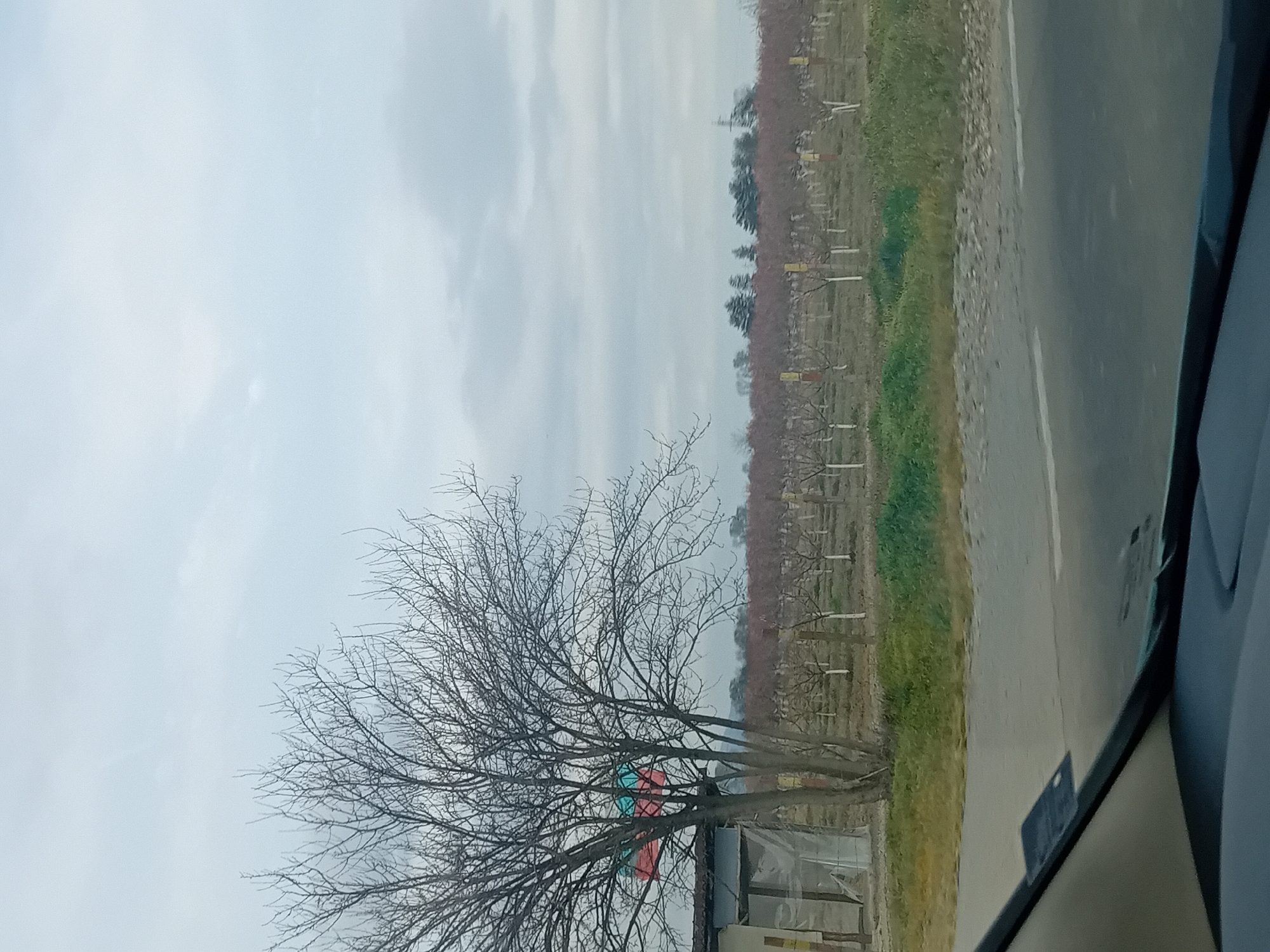 The image depicts a roadside view, presumably taken from a moving vehicle, in an unidentified urban or rural area. The sky is overcast with light gray clouds. A barren tree with bare branches stands prominently in the foreground. Adjacent to the tree is a small, possibly dilapidated, structure. Beyond the tree and structure is a field or orchard with rows of trees, some of which appear to be in bloom with pink blossoms. A paved road runs along the edge of the field, and the interior of the vehicle the photo was taken from is visible on the right. The overall scene has a somewhat dreary, late winter or early spring atmosphere.