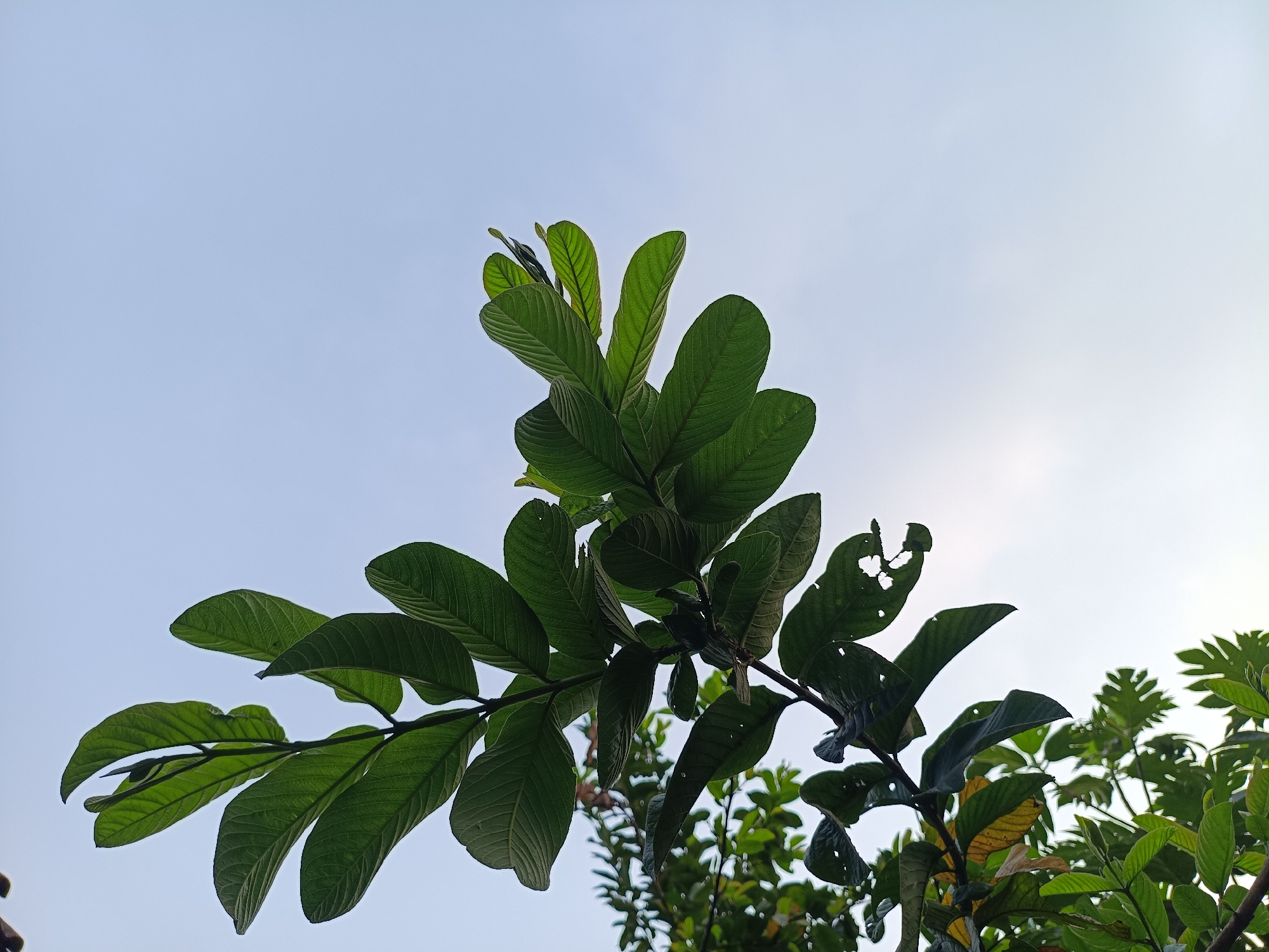 This is a low-angle, full shot photograph of a guava tree branch against a bright, overcast sky. The branch is in the foreground, extending from the bottom left corner towards the right and top of the frame. It is laden with numerous lush, green guava leaves, some of which show signs of damage with holes and tattered edges. The leaves are broad and oval-shaped with prominent venation. The sky is a pale blue with some diffused sunlight, suggesting it is daytime. In the background, more greenery from other trees is visible, creating a natural outdoor environment. The photograph was taken in Kadununggal, Indonesia.