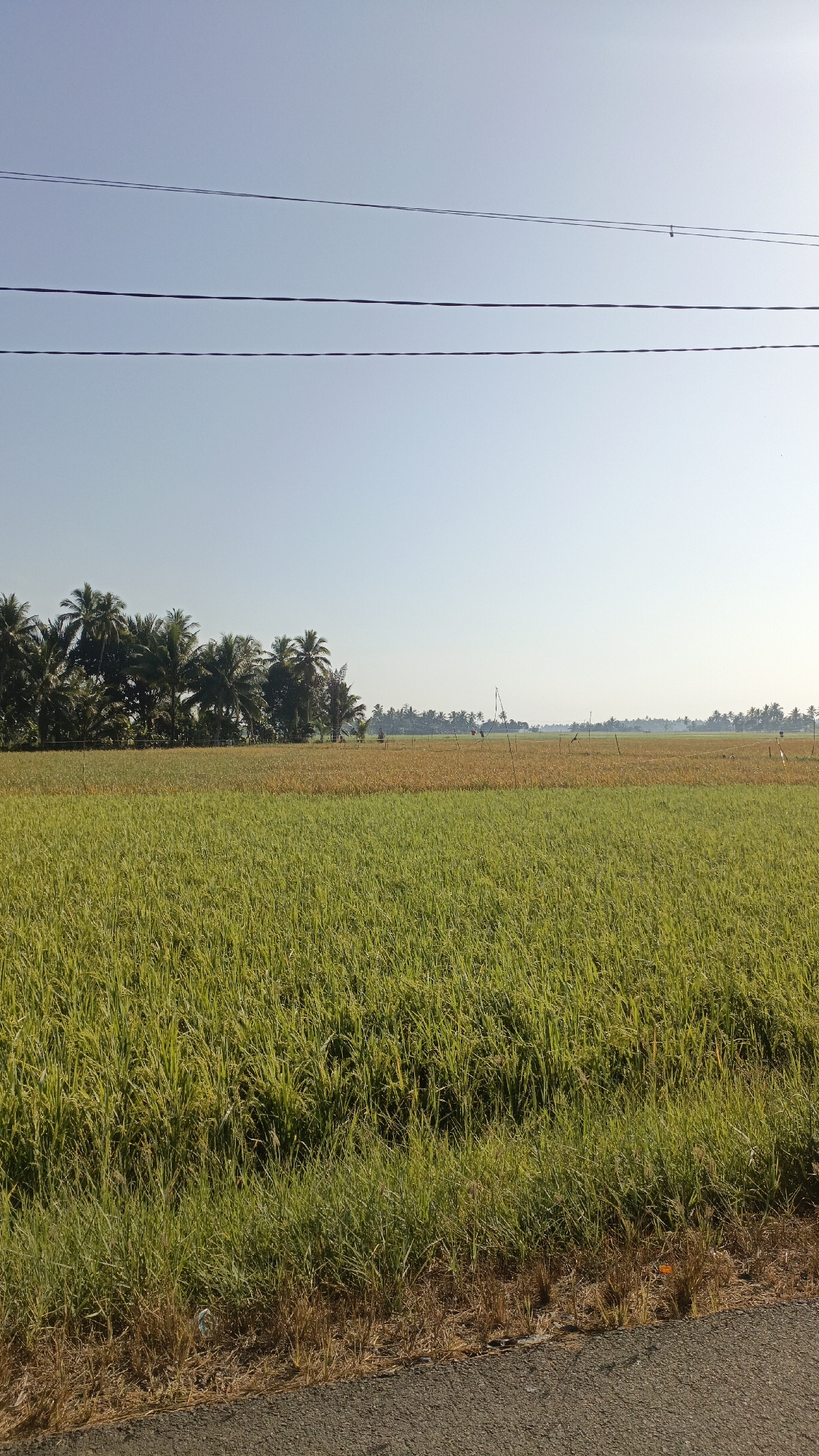 This image depicts a rural landscape in Batarang, Indonesia, dominated by a lush green rice paddy in the foreground. The paddy extends towards the horizon, transitioning into a golden-hued field, likely indicating ripening crops. A line of palm trees forms a distinct border along the left side of the frame, against a clear, pale blue sky. Three thin, dark power lines stretch horizontally across the upper portion of the image. The ground in the immediate foreground appears to be a paved surface, possibly a road, with dry grass and foliage along its edge. The scene is tranquil, with no visible people or animals, suggesting a peaceful agricultural setting.