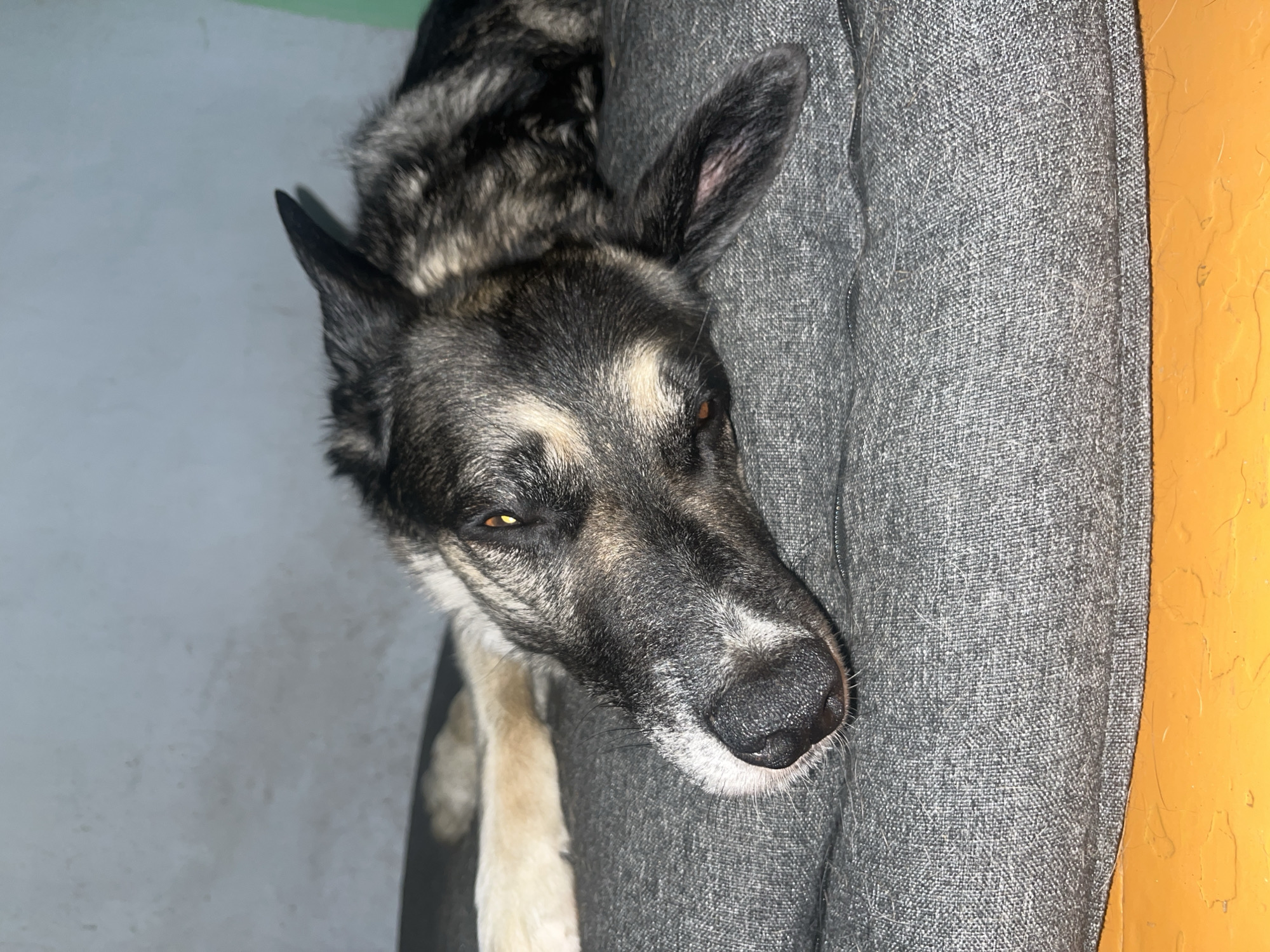 The image shows a close-up of a dog lying on a gray dog bed. The dog has black and tan fur, with a white muzzle and alert eyes. Its head is resting on the bed, and its body is partially visible, stretched out behind it. The dog bed is made of a textured fabric and is placed on an orange surface, possibly a floor. The background is a plain, light-colored wall. The lighting is dim, casting shadows and highlighting the dog's features. There is no information or visual cue in the image that suggests the location is Nizhny Tagil, Russia.