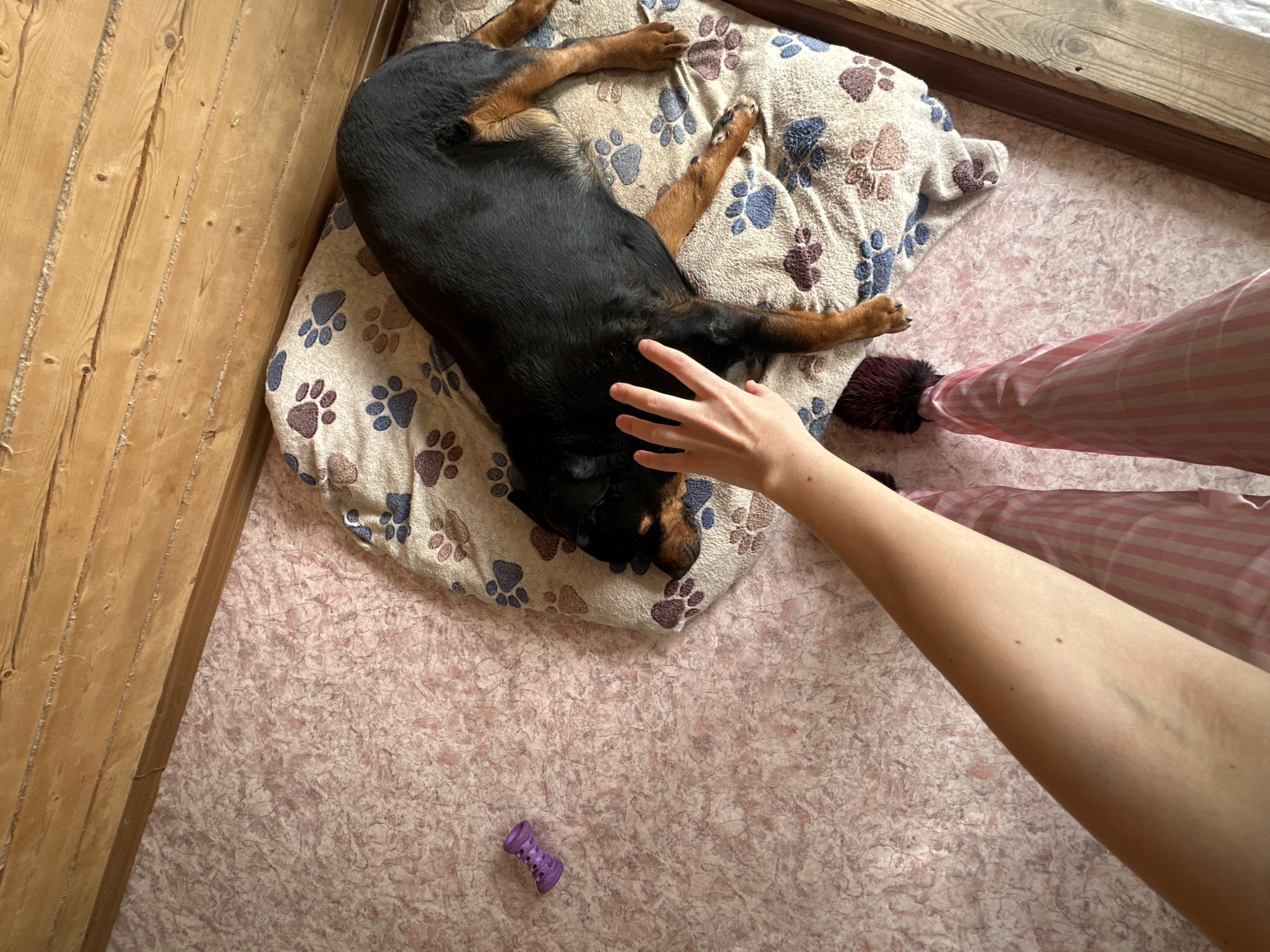 The image displays an indoor scene from an elevated perspective. A black and tan dog, appearing to be a Rottweiler mix, lies on a cream-colored dog bed patterned with brown, blue, and purple paw prints. A human's bare forearm and open hand are extended towards the dog's head, resting above it as if petting. The human's lower legs are visible at the bottom of the frame, clad in pink and white striped pajama bottoms, with a dark, possibly fluffy, slipper on the right foot. To the left of the dog bed, on the pinkish-beige textured floor, rests a small, purple, ribbed dog toy. A wooden plank wall or baseboard lines the top and right edges of the frame. The specific location within the city of Kazan, Russia, cannot be determined from the visual evidence.