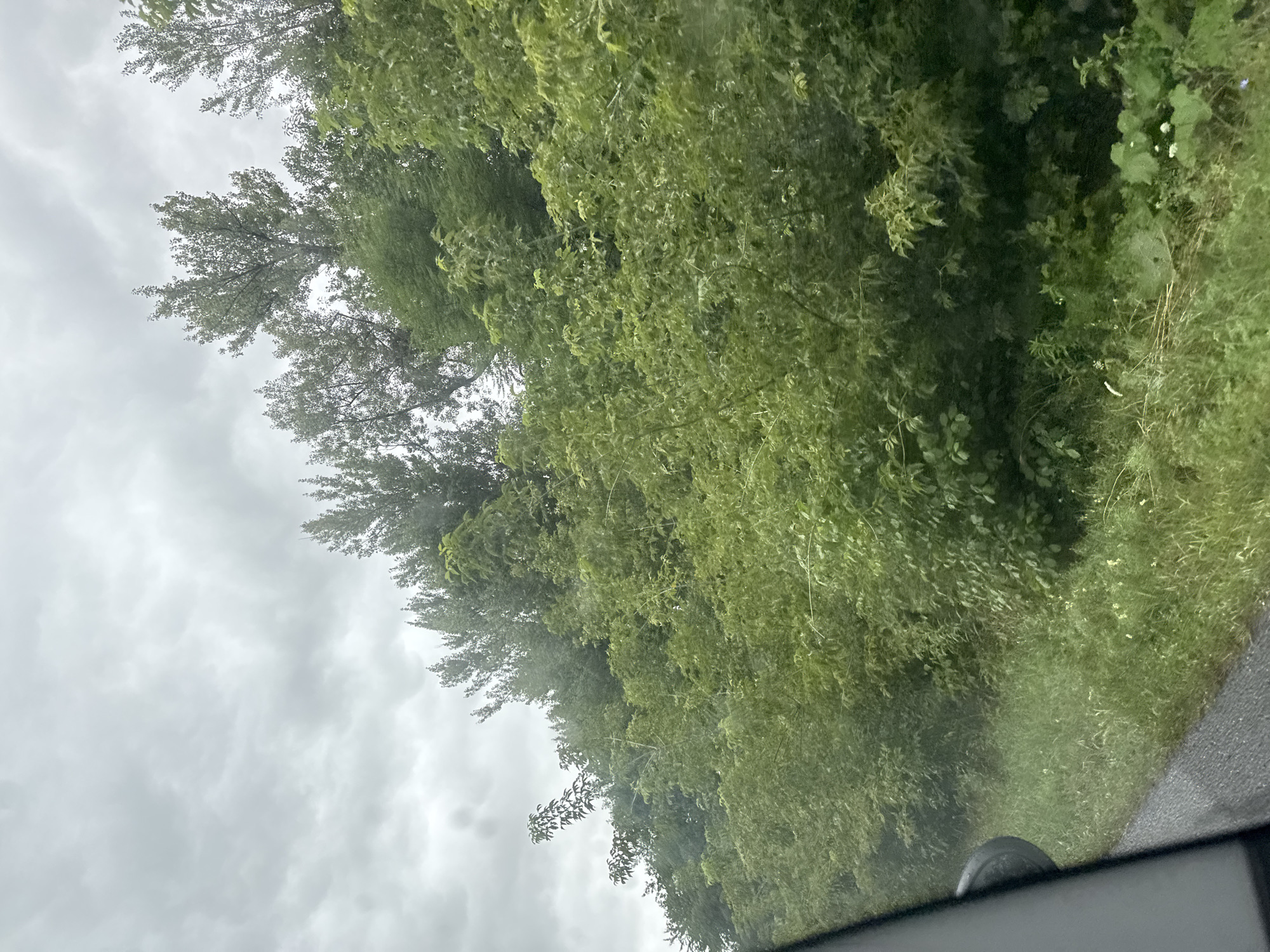 The image captures a view from a vehicle, looking out at a lush, green hillside covered in dense foliage and trees. The sky above is overcast with heavy, grey clouds. A portion of the vehicle's interior, including a side mirror, is visible in the lower left corner, suggesting the photo was taken while in motion. The road surface is visible in the bottom left, appearing wet, possibly from rain. The vegetation is predominantly various shades of green, with some taller trees interspersed among the denser undergrowth. The overall impression is one of a natural, overgrown landscape under a cloudy sky. There are no people visible in the image.