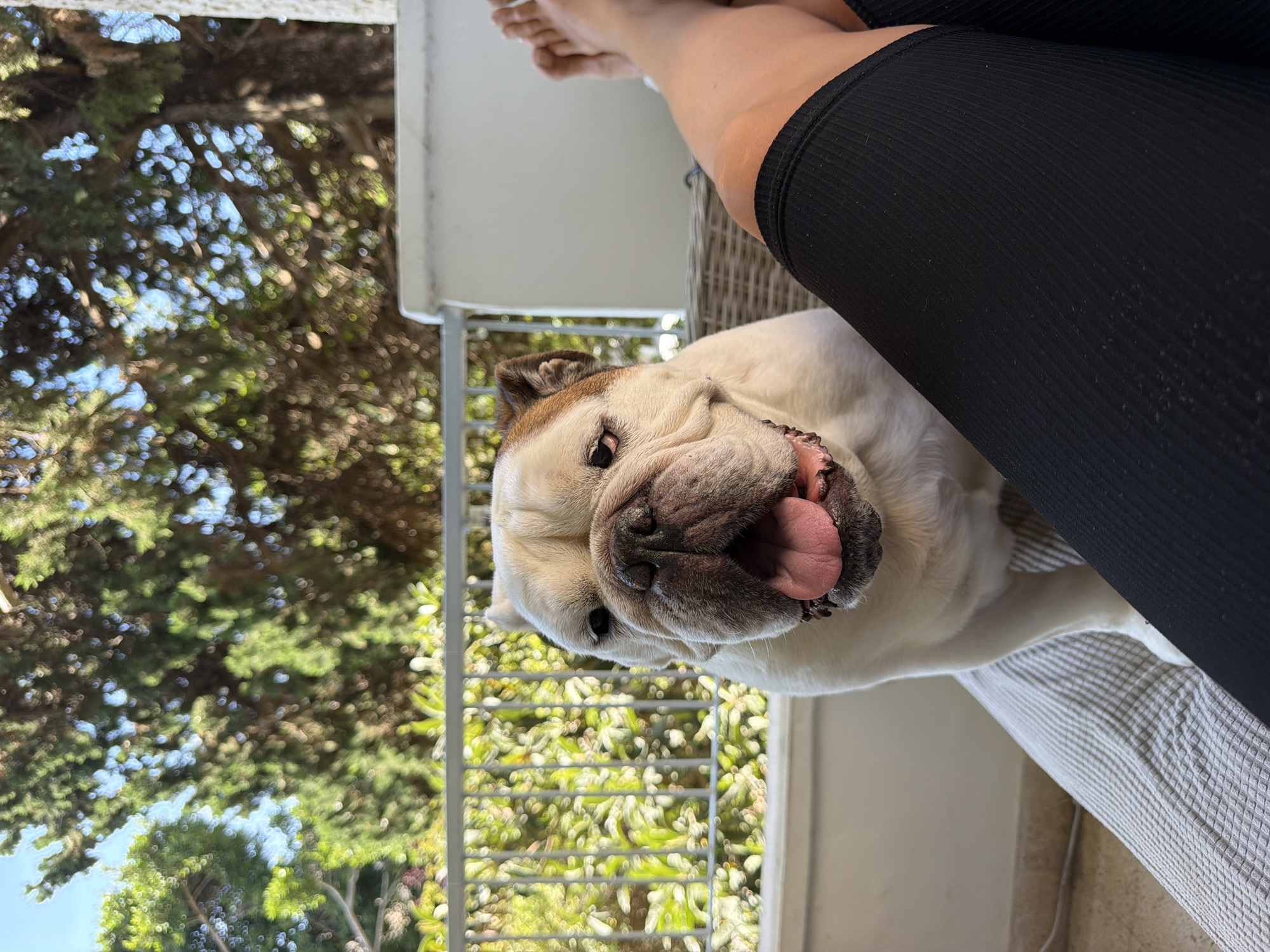 An English Bulldog is pictured seated on a light-colored textured cushion outdoors, facing forward with its mouth open and tongue out. To the right of the dog, a person's legs are visible, wearing black athletic shorts or leggings. The background consists of lush green foliage and trees under a bright sky, with a railing in the middle ground. The setting appears to be a balcony or patio, possibly in a residential area of Haifa, Israel, given the Mediterranean vegetation and architecture. The lighting suggests it is daytime.
