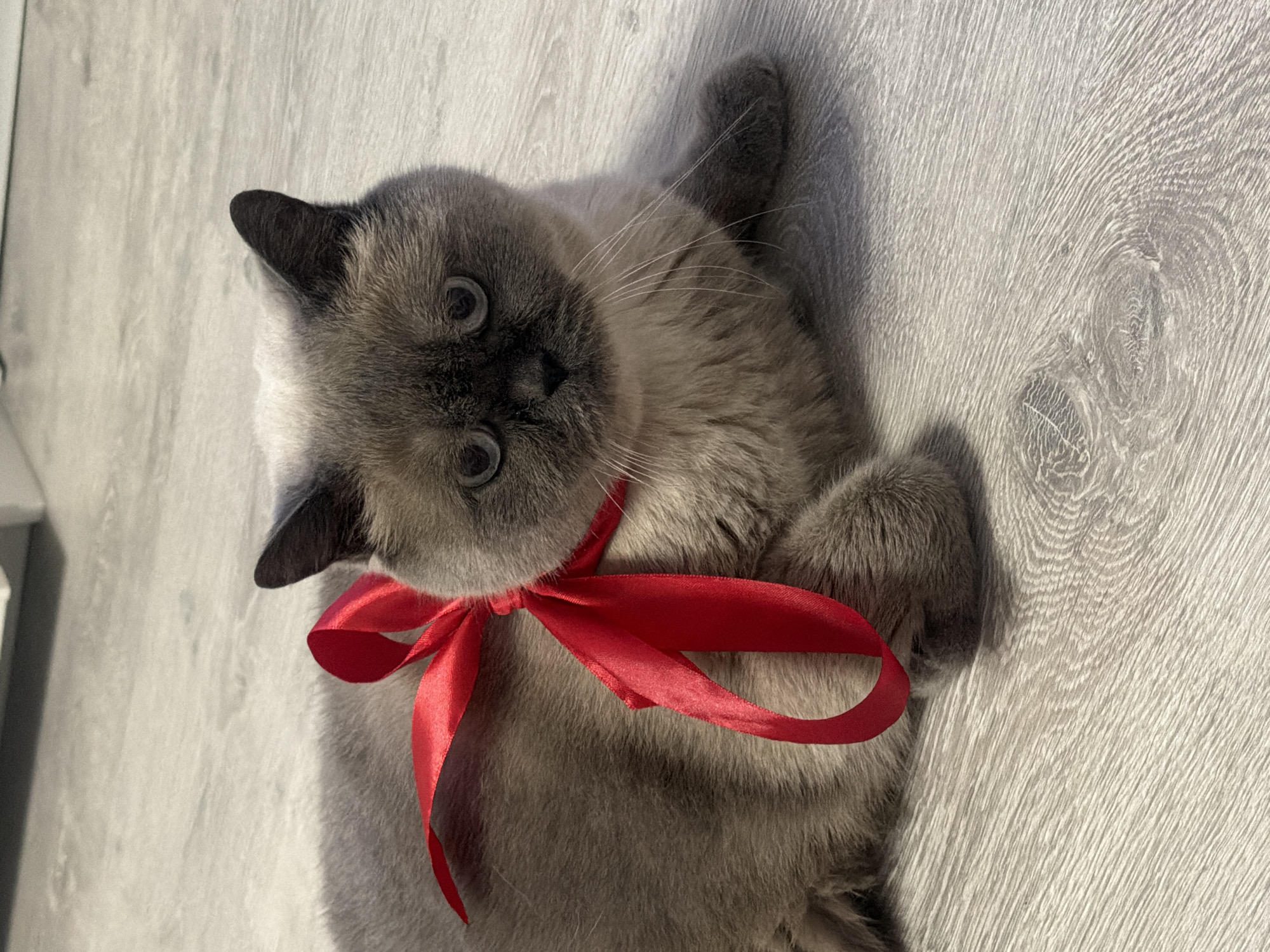 A Burmese cat with a red ribbon tied around its neck lies on a light gray wood-grain floor. The location is likely indoors, potentially in Rostov-on-Don, Russia, based on the location request. The cat is positioned diagonally, facing towards the camera. Its paws are curled up slightly. A small portion of what looks like a white door frame is visible in the left corner.