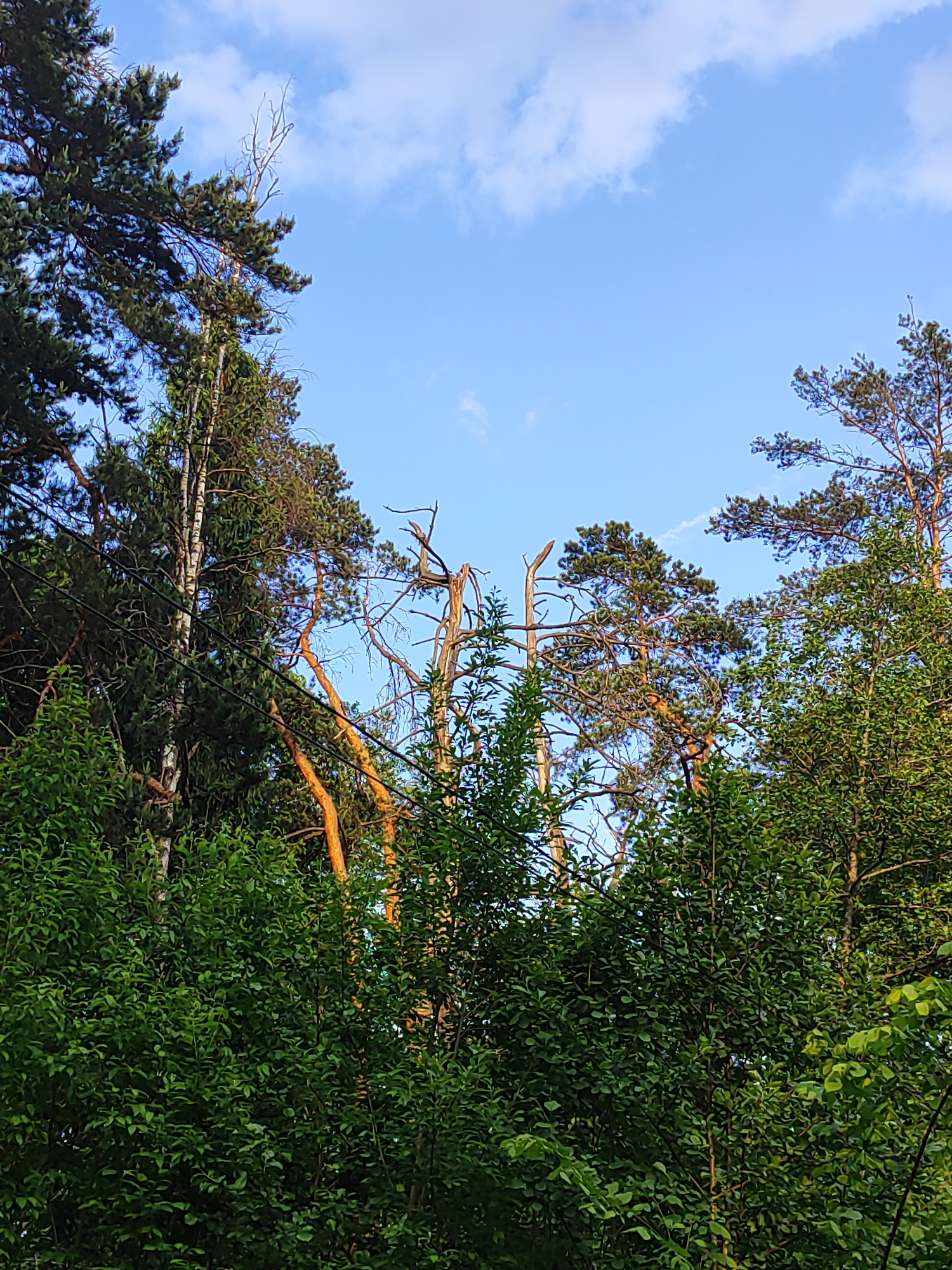 This vertical shot captures a dense forest canopy against a clear blue sky, set in Mednoye-Vlasovo, Russia. The primary subjects are a variety of trees, including tall, dark green pine trees with reddish-brown trunks, some of which appear to be dead or broken, exposing gnarled, lighter wood, particularly in the central and right portions of the frame. Interspersed are deciduous trees with lighter green leaves, suggesting mixed woodland.
The foreground is dominated by a thick layer of lush green bushes and undergrowth, creating a rich texture of foliage that fills the lower half of the image. Above the tree line, the sky is a vibrant azure, dotted with scattered white, fluffy cumulus clouds.
No specific activity or event involving people or animals is depicted; the scene is a tranquil natural landscape. The time of day appears to be daytime, likely morning or afternoon, given the bright, clear sky and even illumination. The weather is sunny with pleasant cloud cover. A few dark, thin lines, possibly power lines, are subtly visible stretching horizontally through the middle of the trees in one of the detailed crops. There is no visible text in the image.