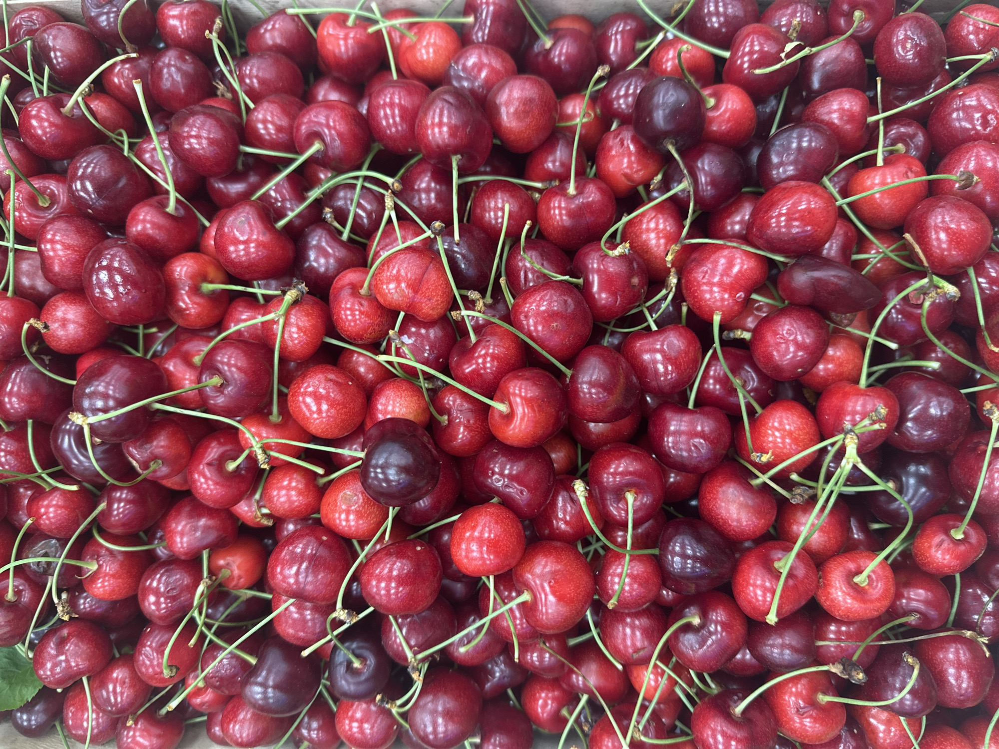 A close-up, overhead shot displays a dense collection of fresh cherries with stems. The cherries vary in color from bright red to deep burgundy. The stems are mostly green and tangled amongst the fruit. No specific location in Budva, Montenegro, can be determined from the image. No people are visible.