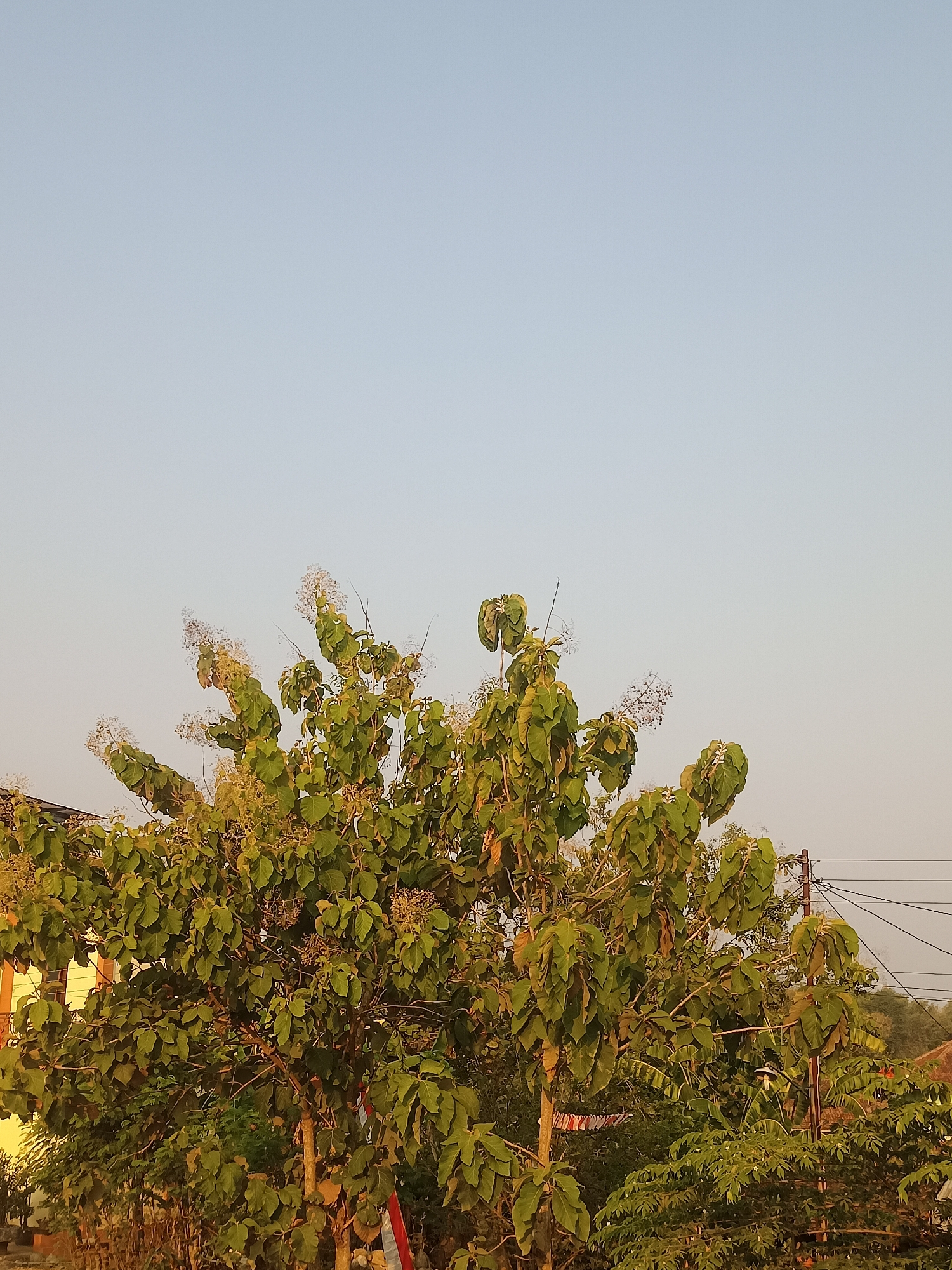 This is a photograph taken at ground level in Sambiduwur, Indonesia, featuring a large, leafy tree dominating the foreground. The tree has large green leaves and small clusters of white flowers or seed pods. In the background, to the left, a building with a yellow wall and white trim is visible. To the right, a utility pole with power lines stretches across the frame, and beyond that, the outlines of more trees and rooftops can be discerned. The sky above is a pale, clear blue, suggesting it is either early morning or late afternoon. The overall impression is of a rural or suburban setting during daylight hours.