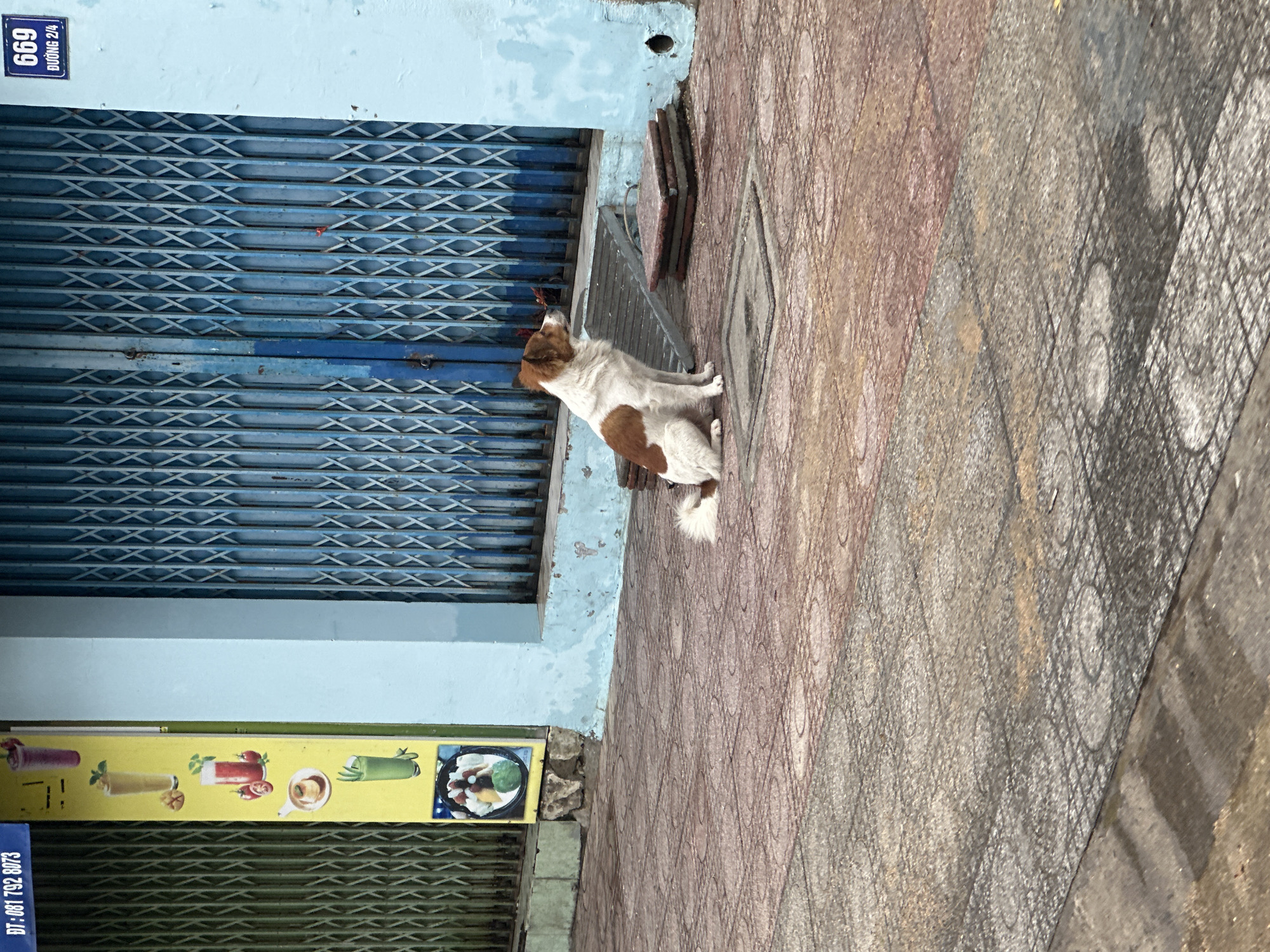 A dog sits on the sidewalk next to a blue metal gate in Bac Nha Trang Ward, Vietnam. The gate is closed. Above the gate, a blue sign reads "669 Đường 2/4". Below the gate is a yellow sign with pictures of various beverages. The sidewalk is a combination of red and gray paving stones.