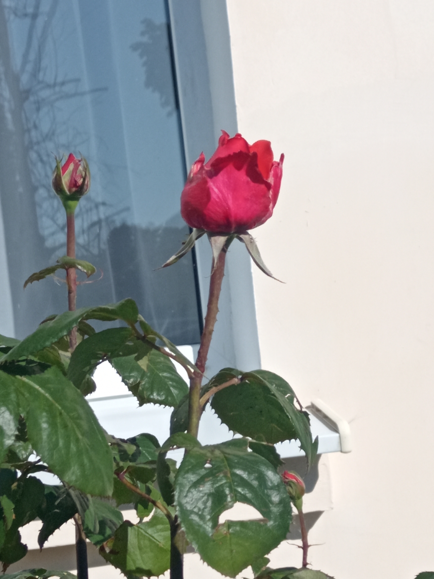 The image shows a close-up view of a rose plant with two buds and some leaves. One rose bud is partially open and a vibrant red, while another bud is more tightly closed and also reddish with green accents. The leaves are a deep green and appear slightly damaged with some holes. The rose plant is positioned in front of a light-colored wall, likely an exterior surface, with a window or curtain visible in the background, casting shadows that suggest it's daytime with sunlight. The scene is outdoors. The location is identified as Uchkeken, Russia.