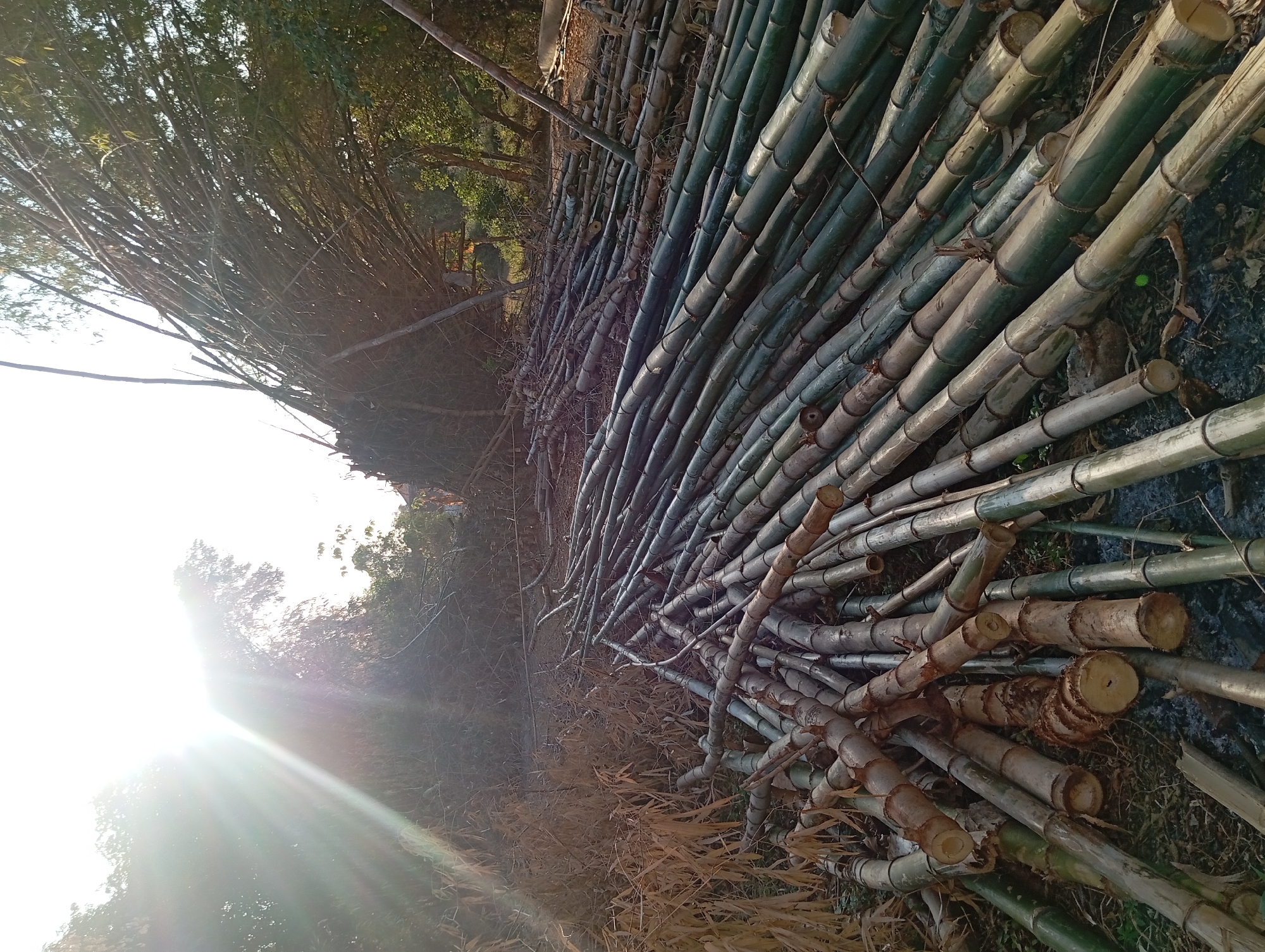 The image depicts a scene in Buddan, Indonesia, featuring a large collection of cut bamboo poles lying on the ground. The bamboo is arranged in a dense, sprawling manner across the frame, with some poles appearing freshly cut and green, while others are drier and have a more muted, grayish-brown hue. The ground beneath the bamboo is a mixture of soil, dried leaves, and possibly some debris. In the background, sunlight streams through the canopy of trees, creating lens flare and highlighting the outlines of more bamboo stalks that are still standing or leaning. The overall impression is one of a harvested bamboo forest or a processing area. There are no people or animals visible in the image, and no discernable buildings or structures beyond the natural environment and the bamboo itself.