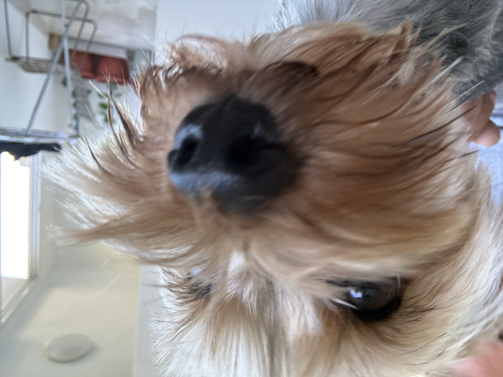 The image is a close-up, eye-level shot of a Yorkshire Terrier's face. The dog's snout and eyes are prominently featured, with its fur appearing somewhat disheveled. The background is blurred, showing parts of an indoor environment, including a ceiling light fixture, a window, and a metal drying rack with items on it. There is no discernible Plovdiv, Bulgaria location evident in the image.