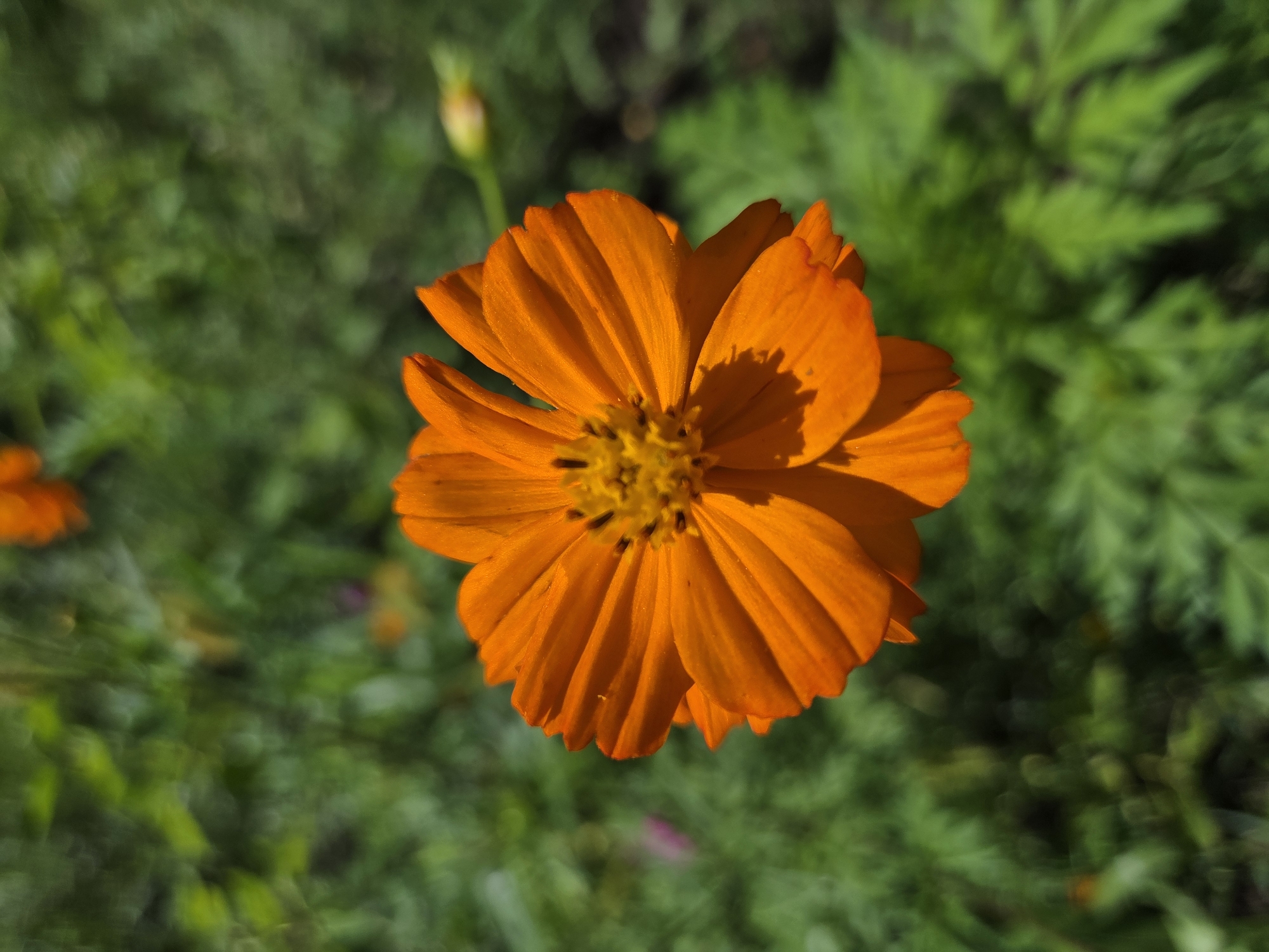 This is a close-up, eye-level, vertical shot of a single, bright orange Cosmos flower in full bloom. The flower is the primary subject, centered in the frame, and is sharply in focus. Its delicate, slightly ruffled petals radiate outwards from a yellow center dotted with dark seeds. The background is a softly blurred expanse of green foliage, characteristic of a garden or natural outdoor setting. The lighting suggests it is daytime, with sunlight casting subtle shadows on the flower's petals. There are no people, animals, or man-made structures visible in the image. The image's aesthetic focuses solely on the botanical subject and its immediate natural environment.