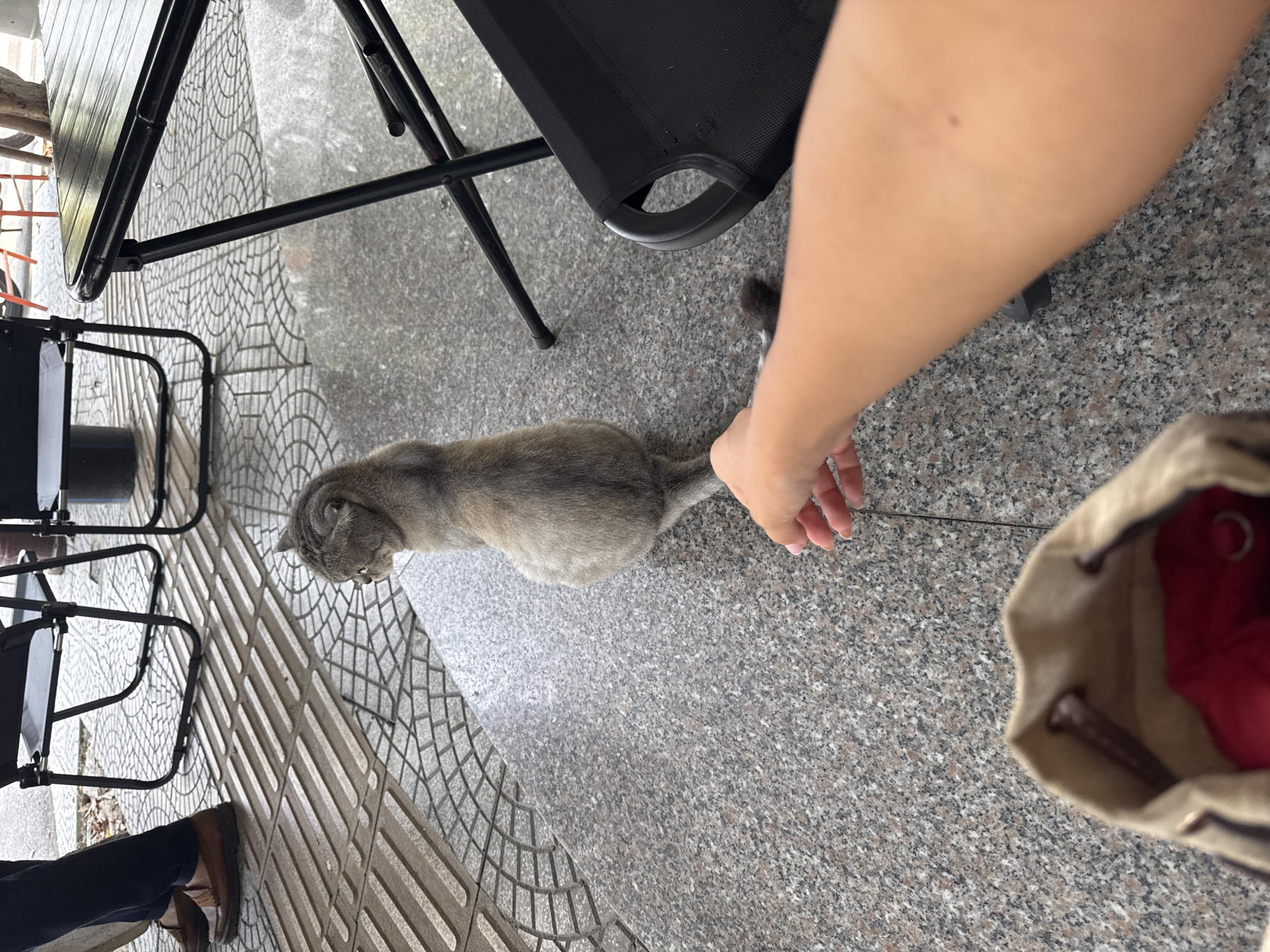 A person's arm and hand reach toward a grey cat on a grey stone surface. A backpack sits to the right of the hand. Chairs are visible on the left side of the image. The location appears to be outdoors.