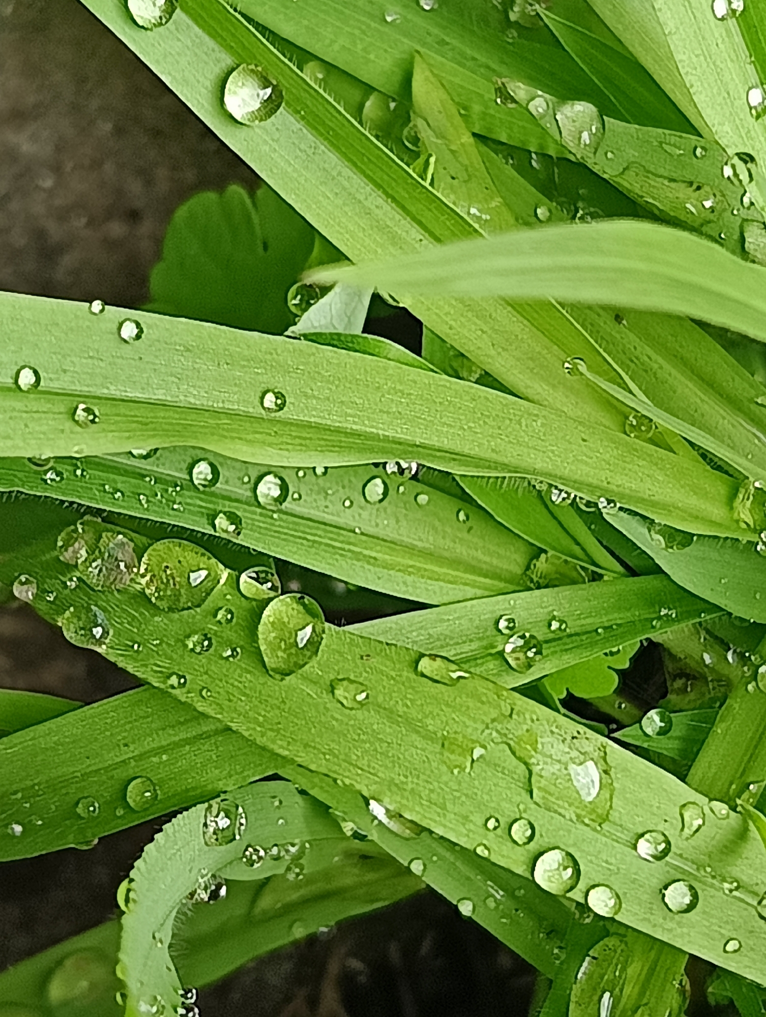 A close-up, high-angle forensic examination of flora located within the City of Unknown, Unknown, reveals a dense cluster of vibrant green plant leaves, consistent with narrow-bladed grass or similar herbaceous vegetation. Numerous spherical and semi-spherical water droplets, varying in diameter from approximately 0.5 mm to 5 mm, are adherent to the upper surfaces of the leaves. These droplets exhibit high surface tension and reflectivity, showcasing clear, specular highlights consistent with an overhead light source. Several droplets appear to have coalesced. The leaves display subtle textural variations and slight undulations, with multiple layers overlapping. The immediate background, visible between and beneath the foliage, is dark brown to black, indistinct, and out of focus, suggesting damp soil or shadowed undergrowth. No human subjects or man-made objects are discernible. The scene indicates the presence of recent precipitation or condensation.
