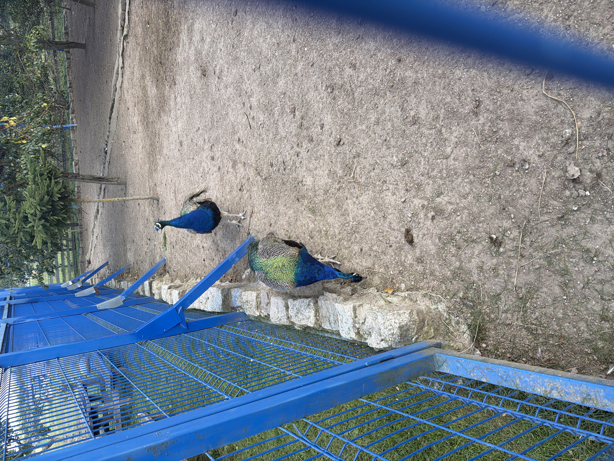 The image depicts two peacocks within an enclosure, likely a zoo or aviary, located in Konstantinovka, Russia. The enclosure features a bright blue metal fence in the foreground, with a dirt and gravel ground surface. Behind the fence, to the left, is a patch of green grass and what appears to be a wooden picnic table.
One peacock stands upright, facing left, displaying its iridescent blue and green plumage. Its head is tilted slightly downwards. The second peacock is lower to the ground, facing away from the camera and towards the fence, with its head down as if pecking at the ground. Its plumage is also visible, showing shades of green, blue, and brown.
In the background, several trees are present, including a tall evergreen and others with less foliage, suggesting it might be late autumn or early spring. The ground in the background is also dirt and gravel, with a low stone border delineating a pathway or a different section of the enclosure. The overall environment appears to be outdoors in a relatively natural setting, albeit contained.