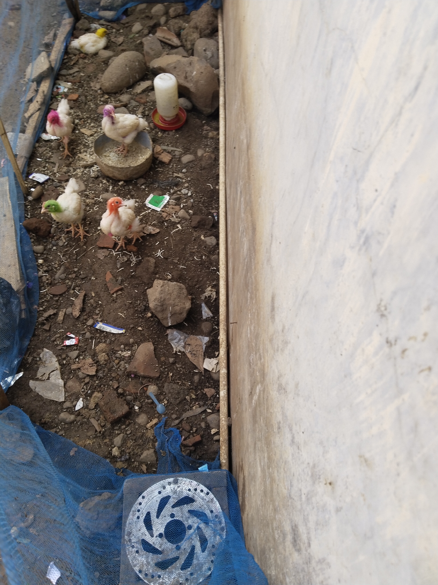 The image shows a small enclosure with several young chickens. One chicken, predominantly white with a yellow head, is in the upper left corner. To its right, a white chicken with a pink patch on its head stands near a metal bowl filled with feed. Another white chicken with a purple head is also near the feed bowl. In the lower left, a white chicken with a green head is visible, and next to it is a white chicken with an orange head. A white water dispenser with a red base is located in the middle ground. The ground is covered with dirt, rocks, and scattered debris, including plastic wrappers and broken pieces of what appears to be terracotta. A blue net covers the left side of the enclosure, and a metal disc, possibly a brake rotor, is visible at the bottom edge of the frame. The background consists of a light-colored, textured wall. The scene is likely a backyard or a farm area in Tegaldowo, Indonesia.