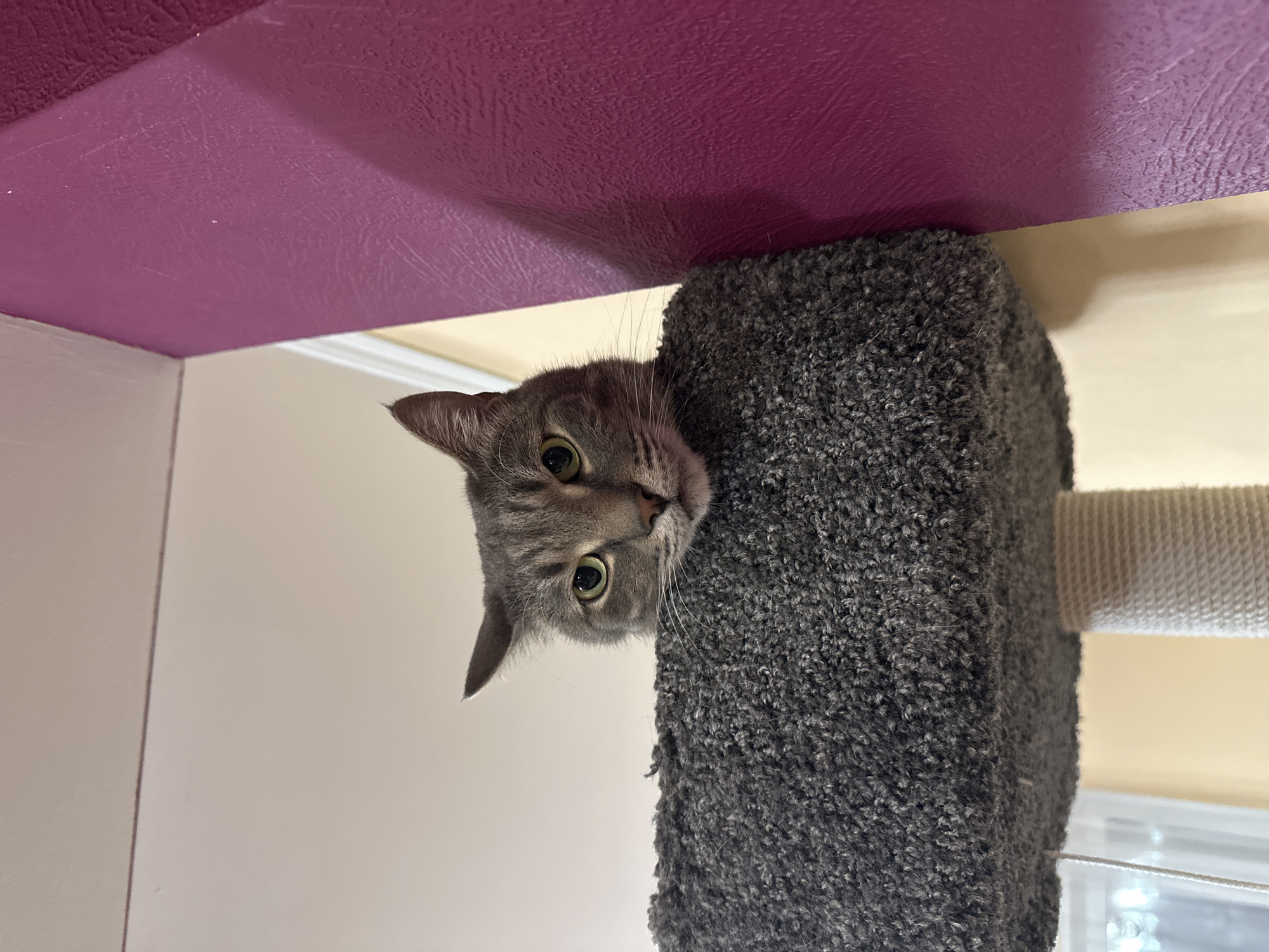 A gray tabby cat is perched atop a gray carpeted cat tree. The cat is looking directly at the camera, with its head tilted to the side. The cat tree is positioned near a wall where the top section is purple and the lower section is light tan. A white window frame is visible in the background. The image provides no information to suggest that it was taken in the city of Krasnoyarsk, Russia.