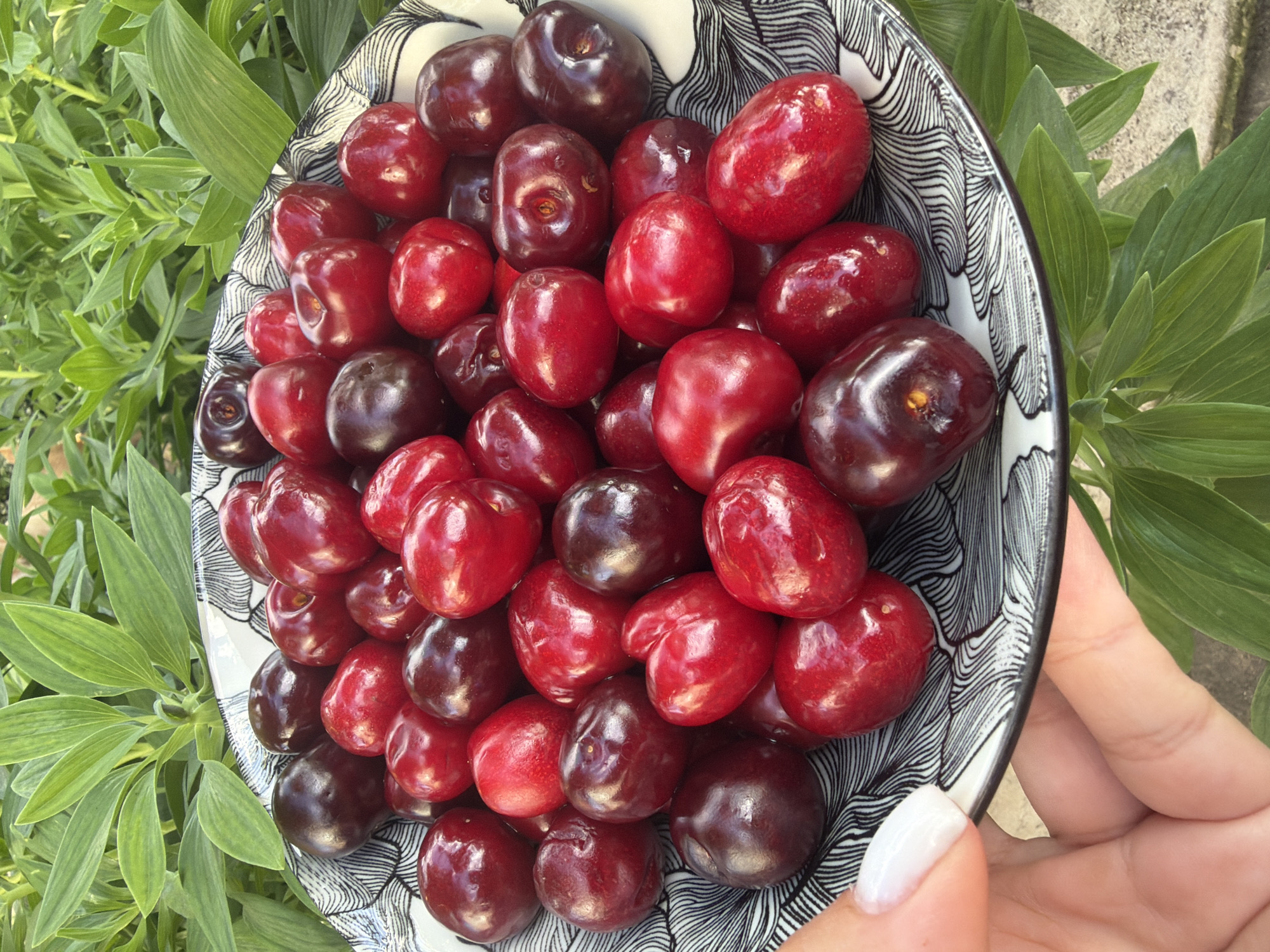 A bowl of ripe cherries is held in a hand with white nail polish, positioned against a backdrop of lush green foliage. The bowl is decorated with black and white patterns. The location cannot be determined from the image alone, and the city of Galabovo, Bulgaria, cannot be verified.
